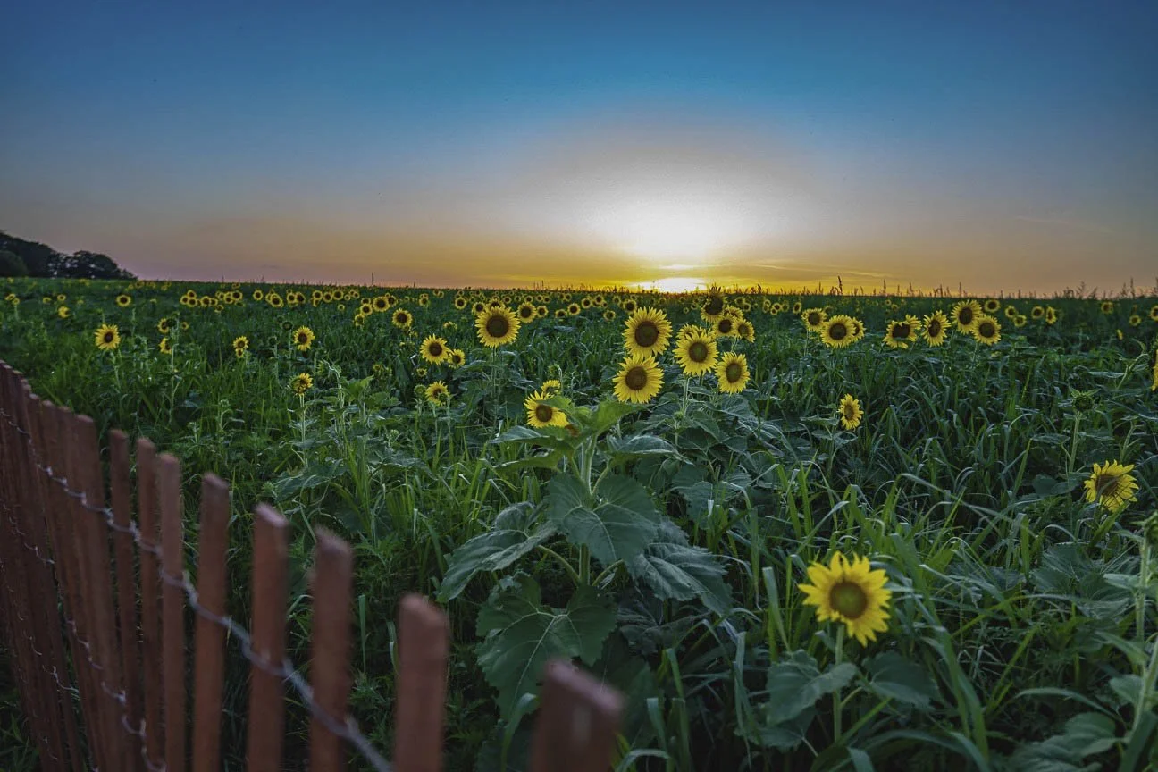 Sunflowers in a vast field during sunset with a fence on the left side and clear sky in the background.