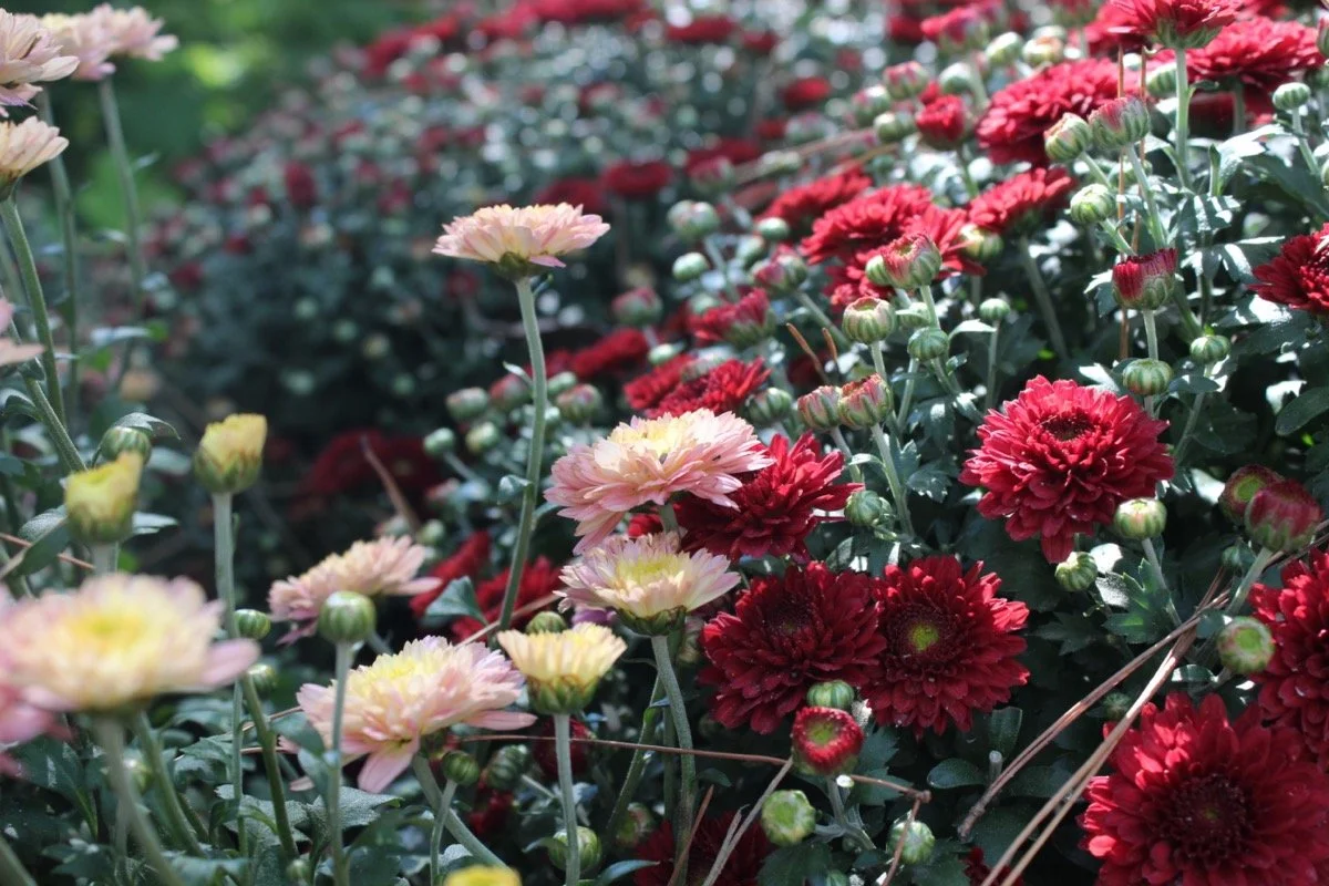 Garvan Woodland Gardens