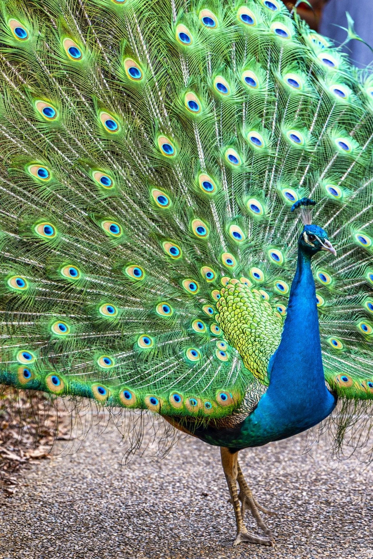 GARDENS SIDEBAR 2.jpeg