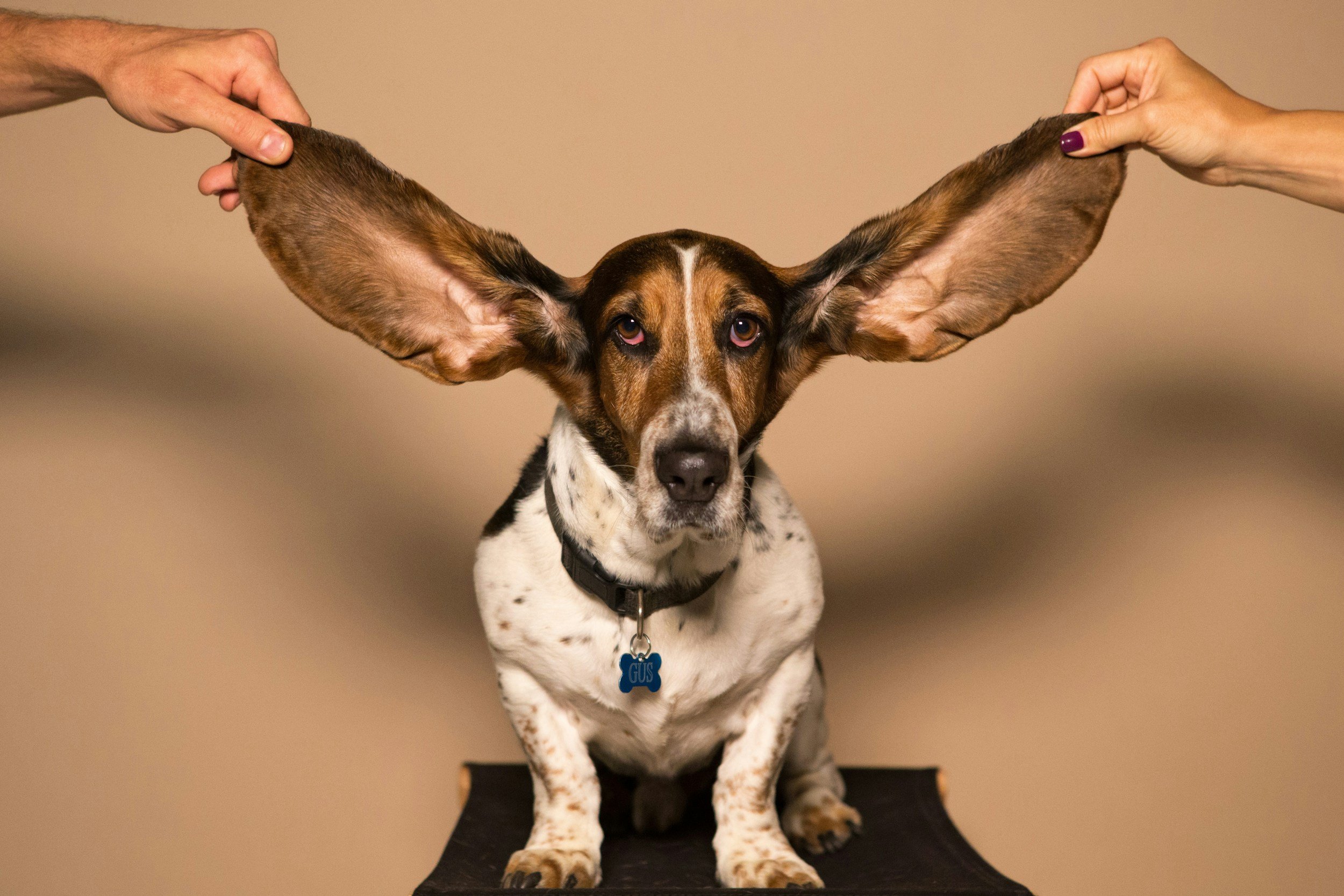 A dog with large ears, sitting on a black surface and being gently held by two people, one on each side, touching the ears.