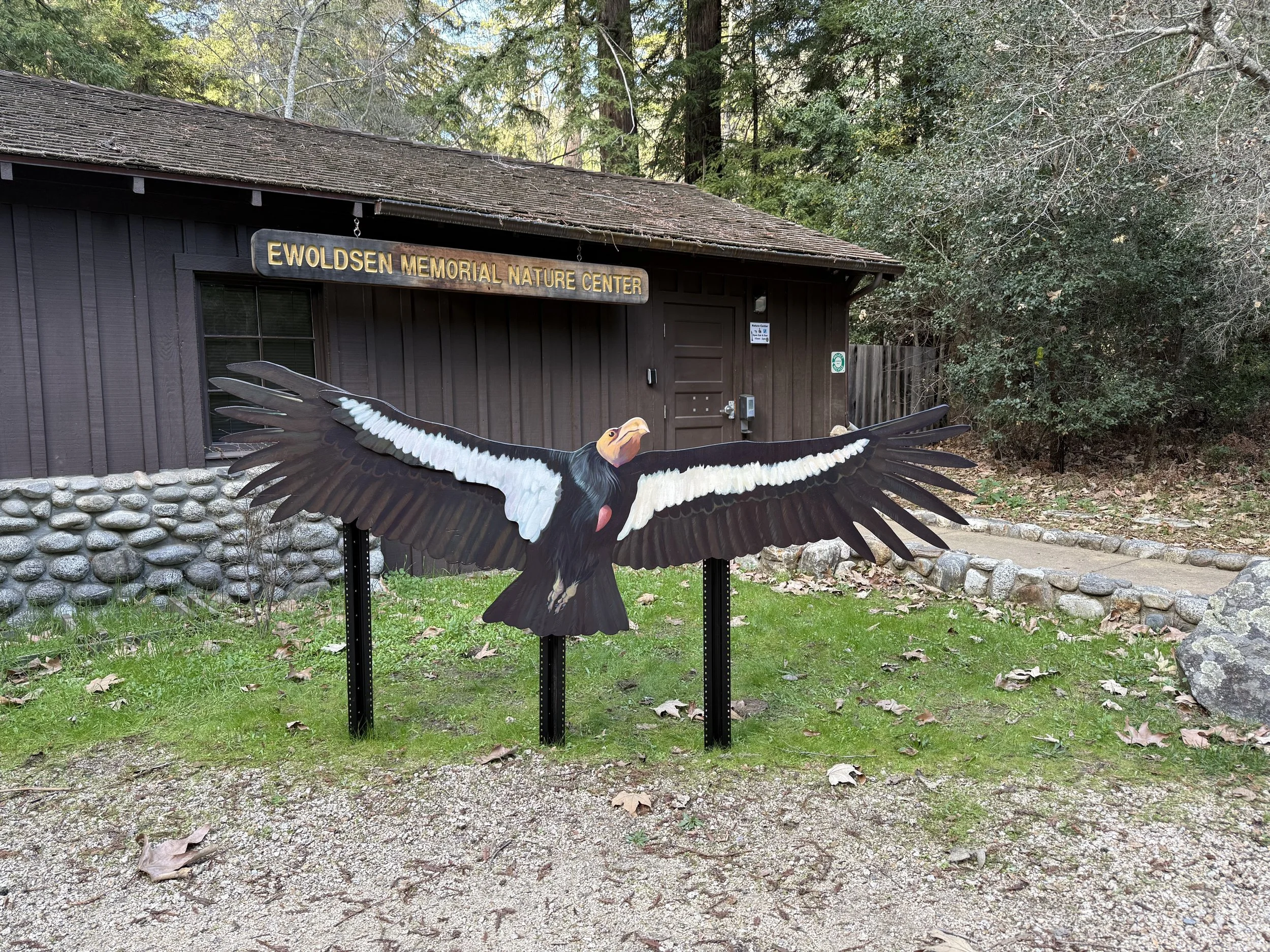 A life size California Condor painting with outstretched wings in front of a building with a sign that reads 'Ewoldsen Memorial Nature Center.' The building is brown with wood siding and stone foundation, surrounded by trees and greenery.