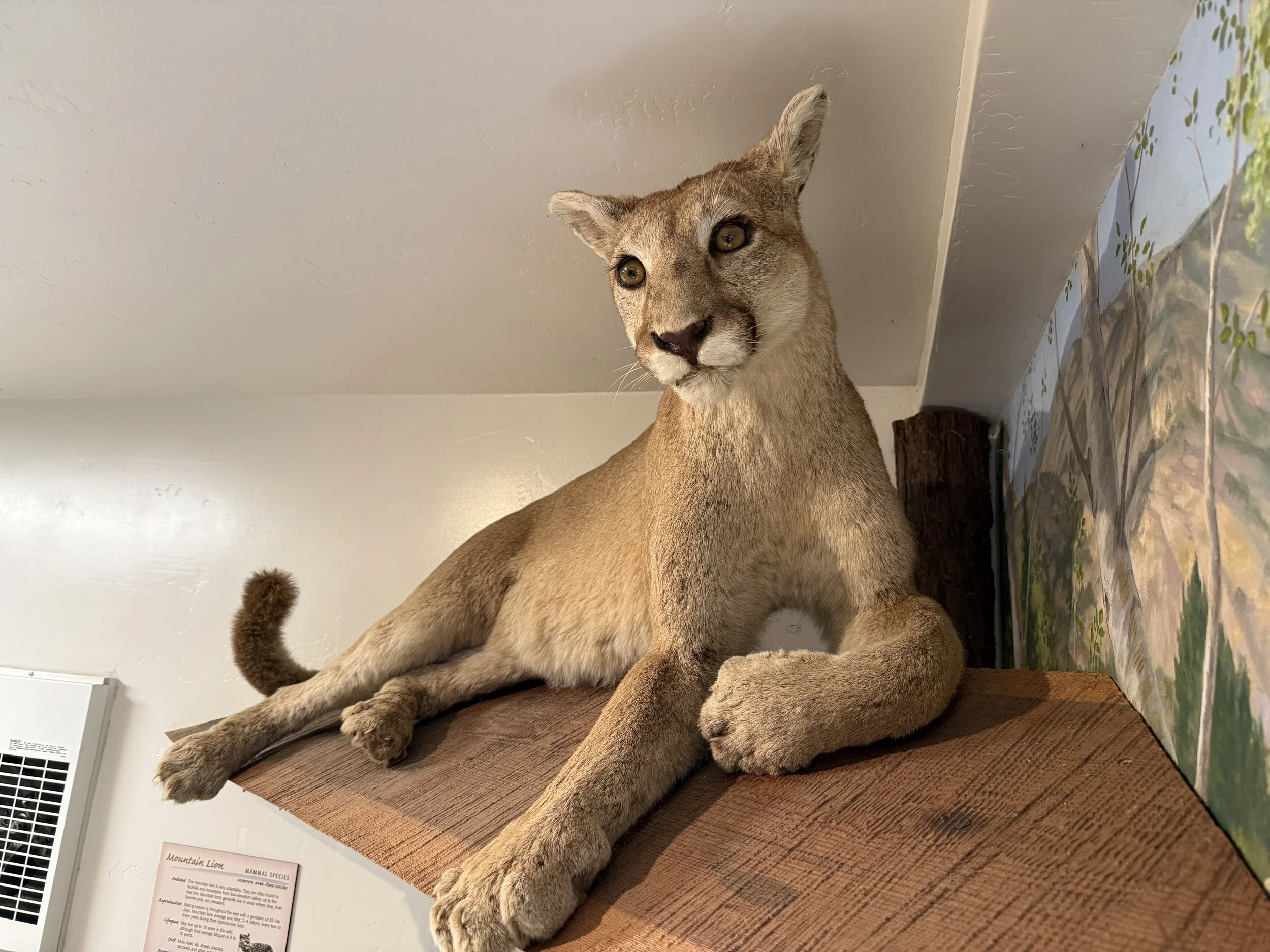 Mounted taxidermy mountain lion displayed on a wooden shelf in a room with a mural on the wall.