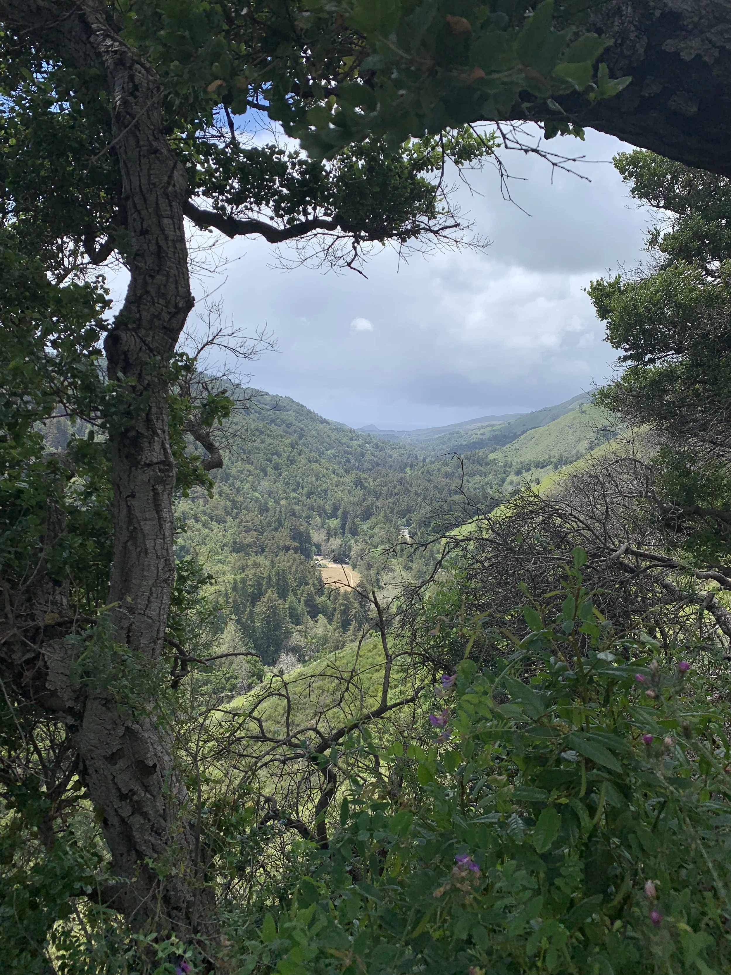 View of a lush green valley with forested hills and a cloudy sky, framed by tree branches and foliage in the foreground.