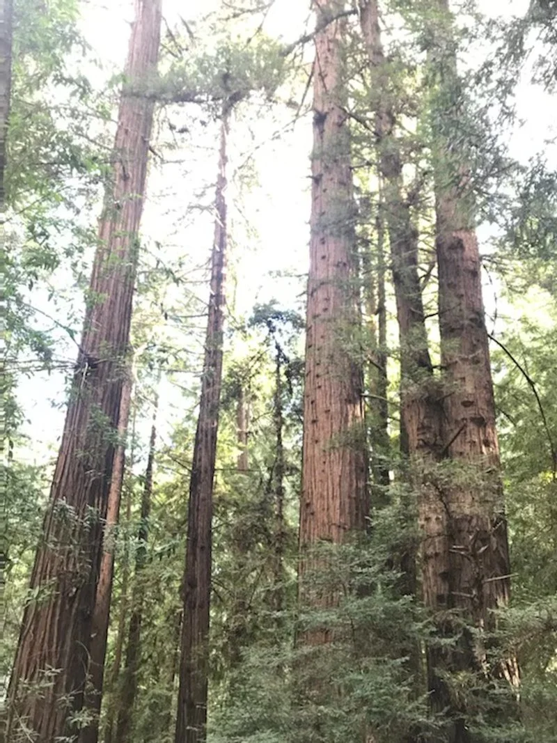 A forest scene with tall, straight redwood trees and green foliage.
