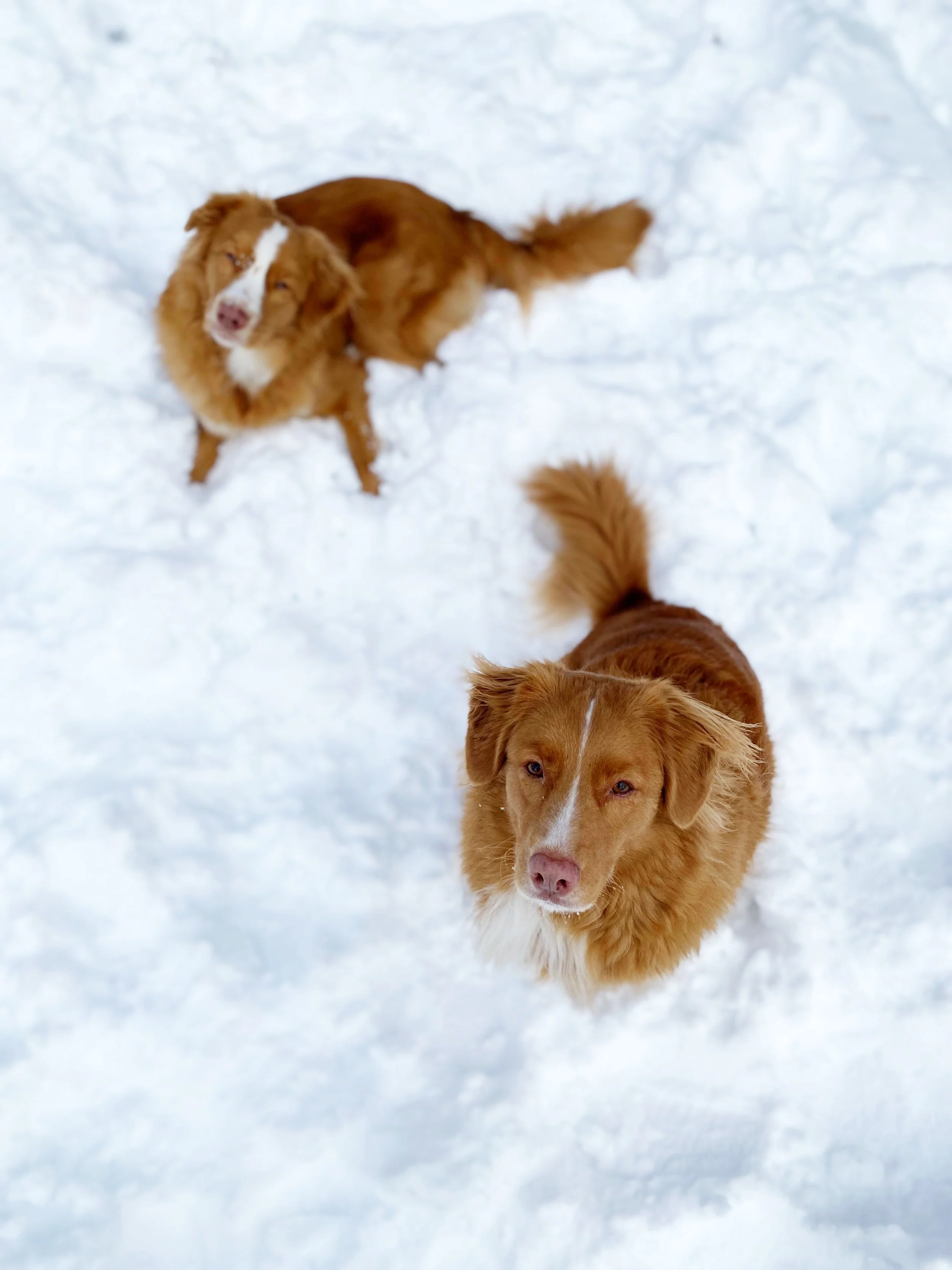 Two brown dogs standing in snow, looking up at the camera.