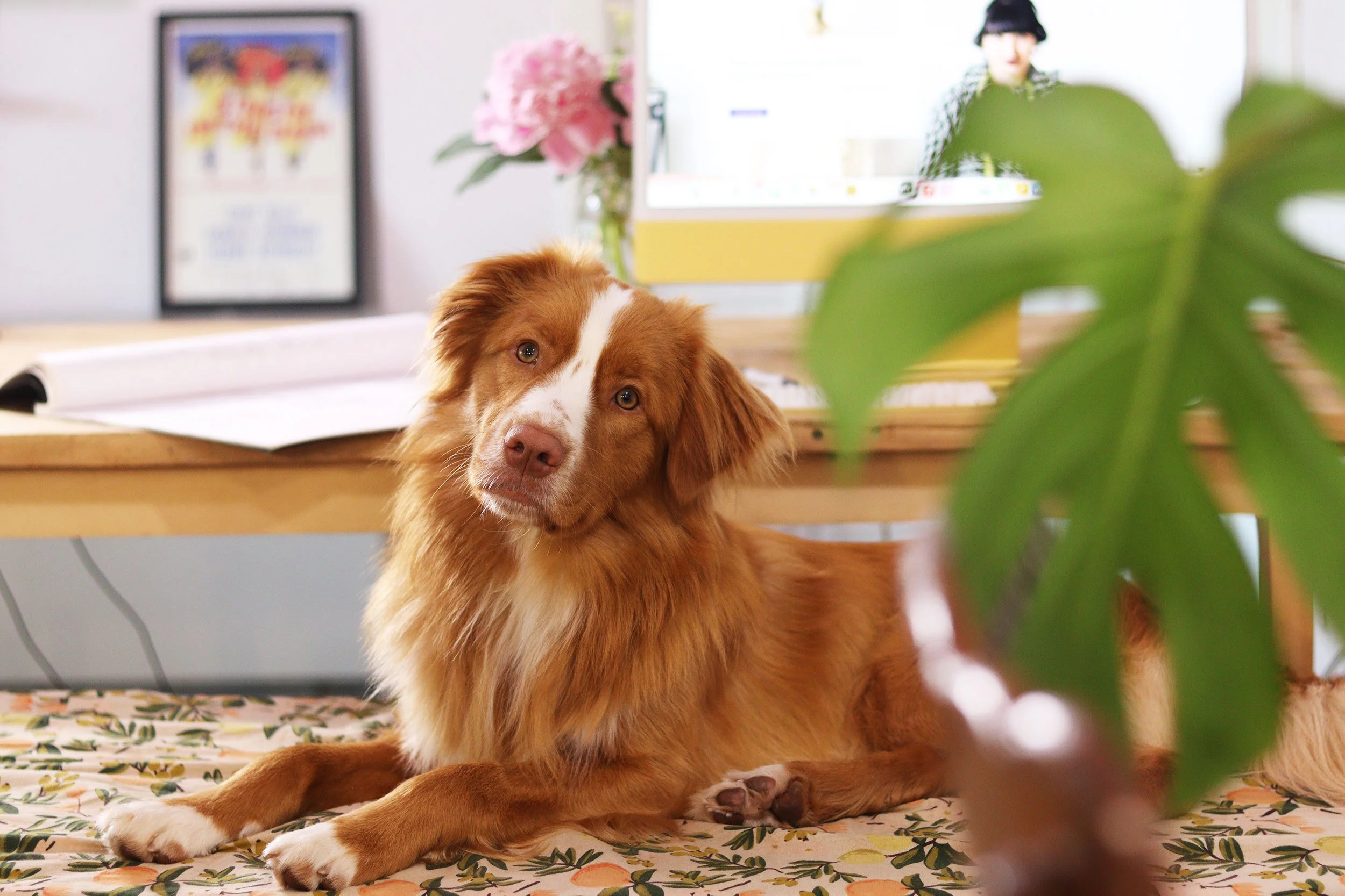 A brown dog with white markings on its face and paws resting on a floral-patterned surface indoors. In the background, there is a computer monitor, a vase of pink flowers, and a framed picture. A large green plant partially obscures the foreground.