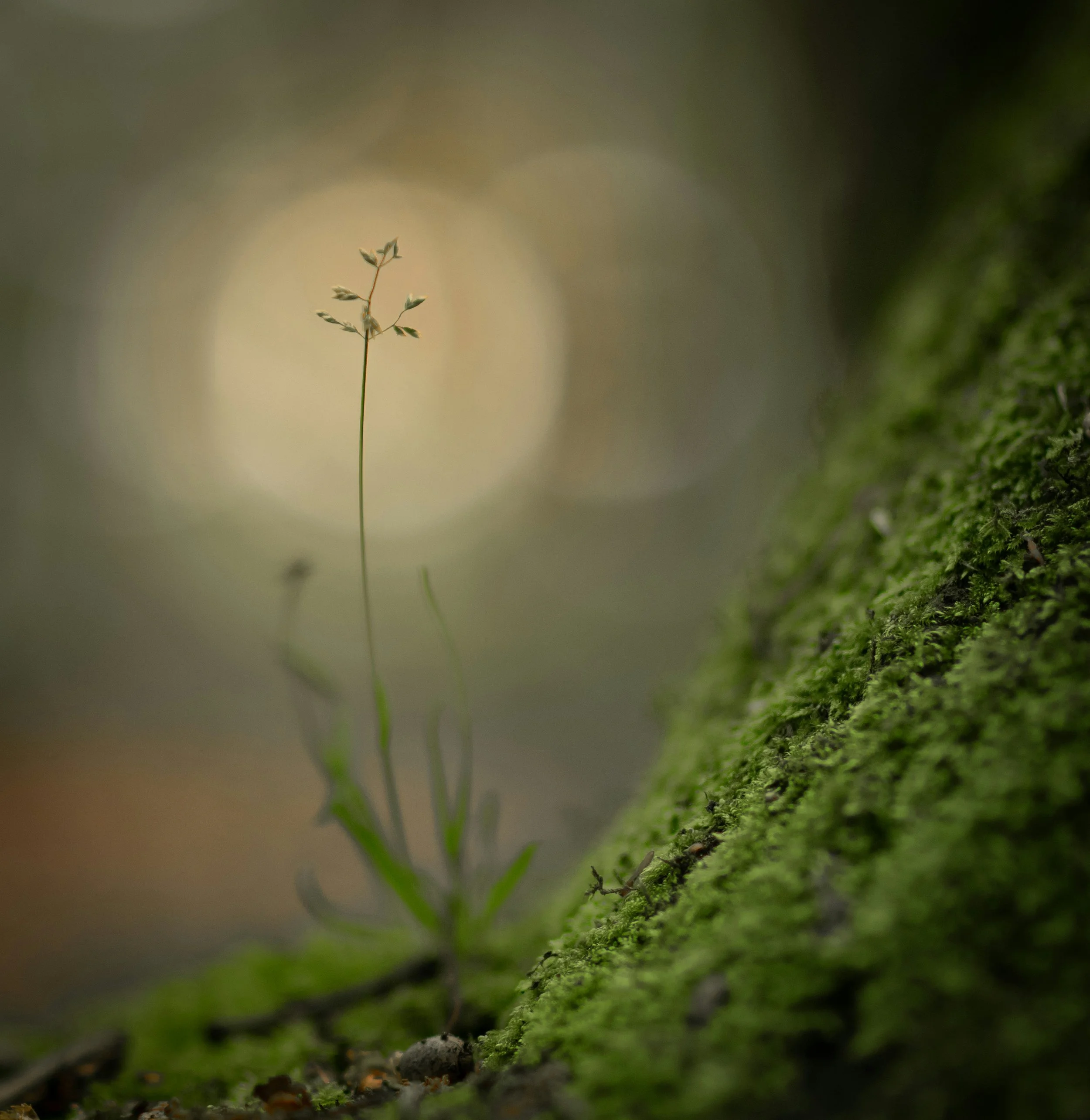 A small, slender plant with tiny leaves growing on a moss-covered log in a forest, with a blurred background and warm light.