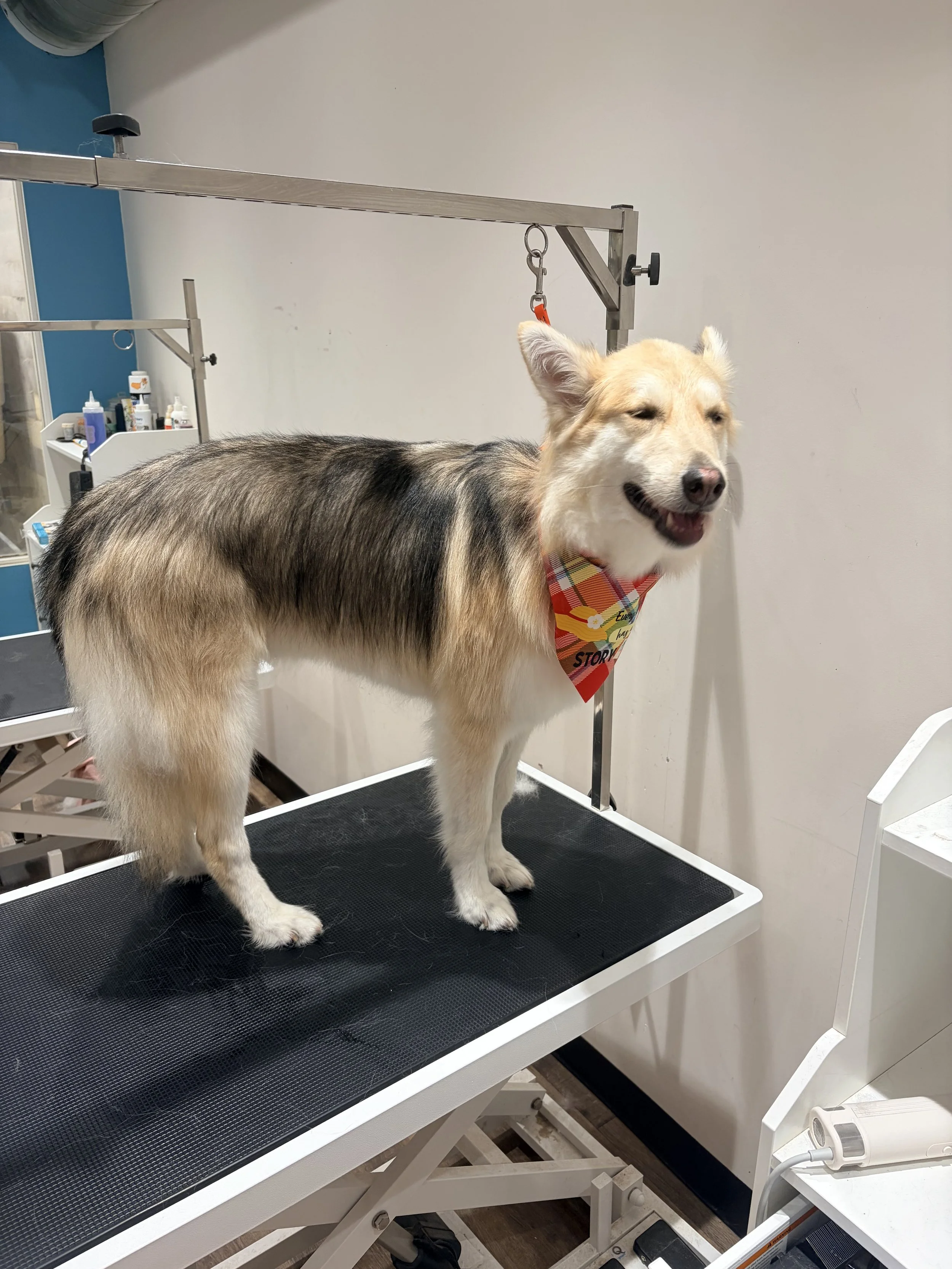 A dog with a bandana on its neck standing on a grooming table in a grooming salon.