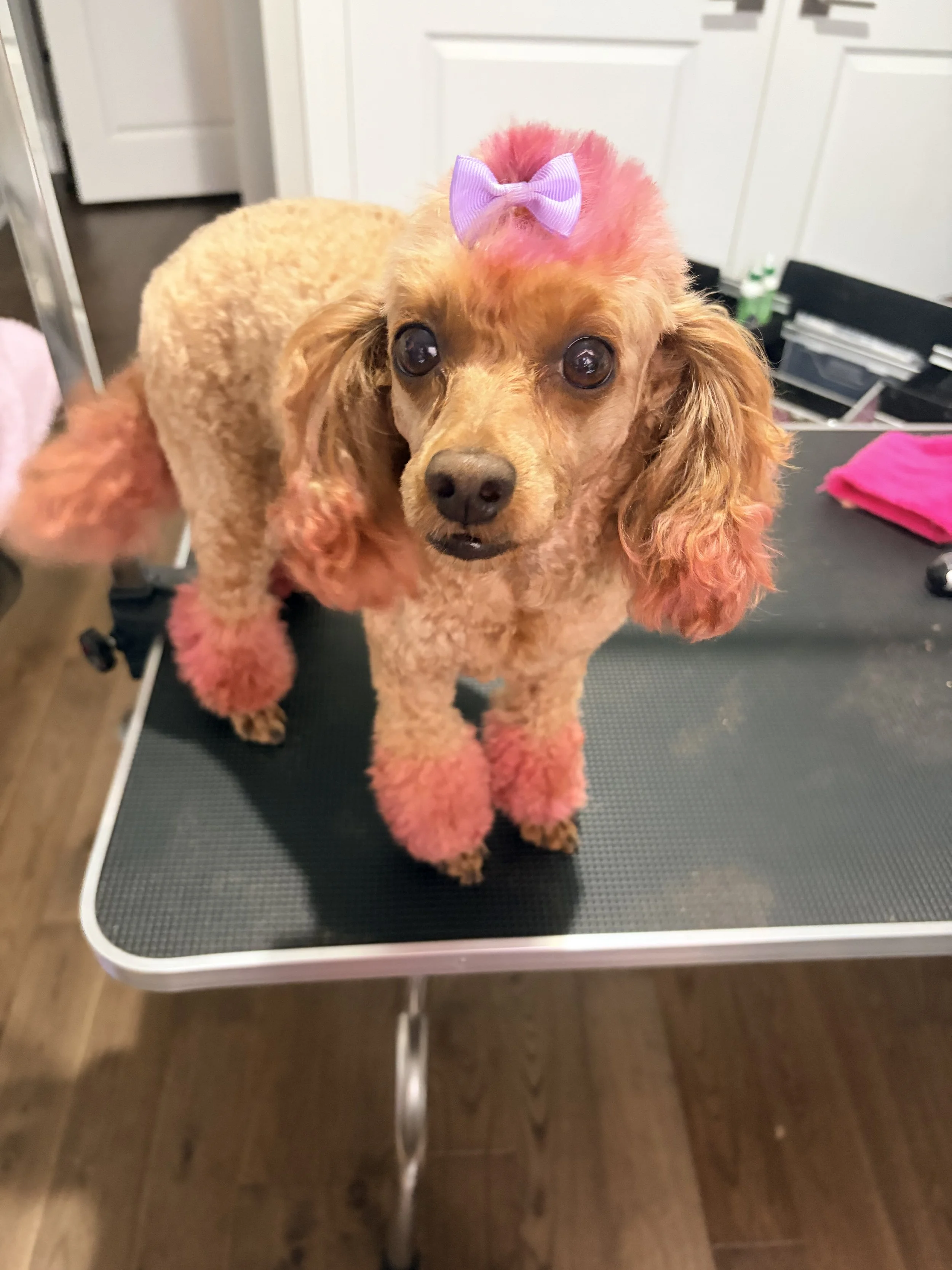 A small poodle with a pink dye on its ears, paws, and near its tail, standing on a grooming table with a purple bow on its head.