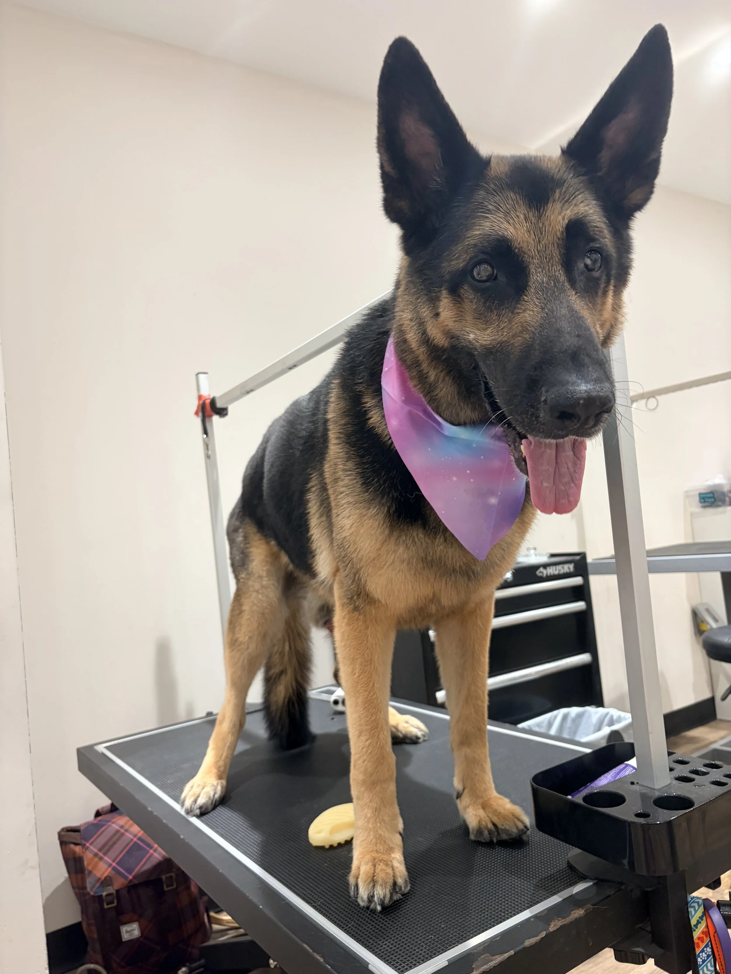 A German Shepherd dog with a pink and purple bandana around its neck standing on a grooming table at a pet grooming salon.