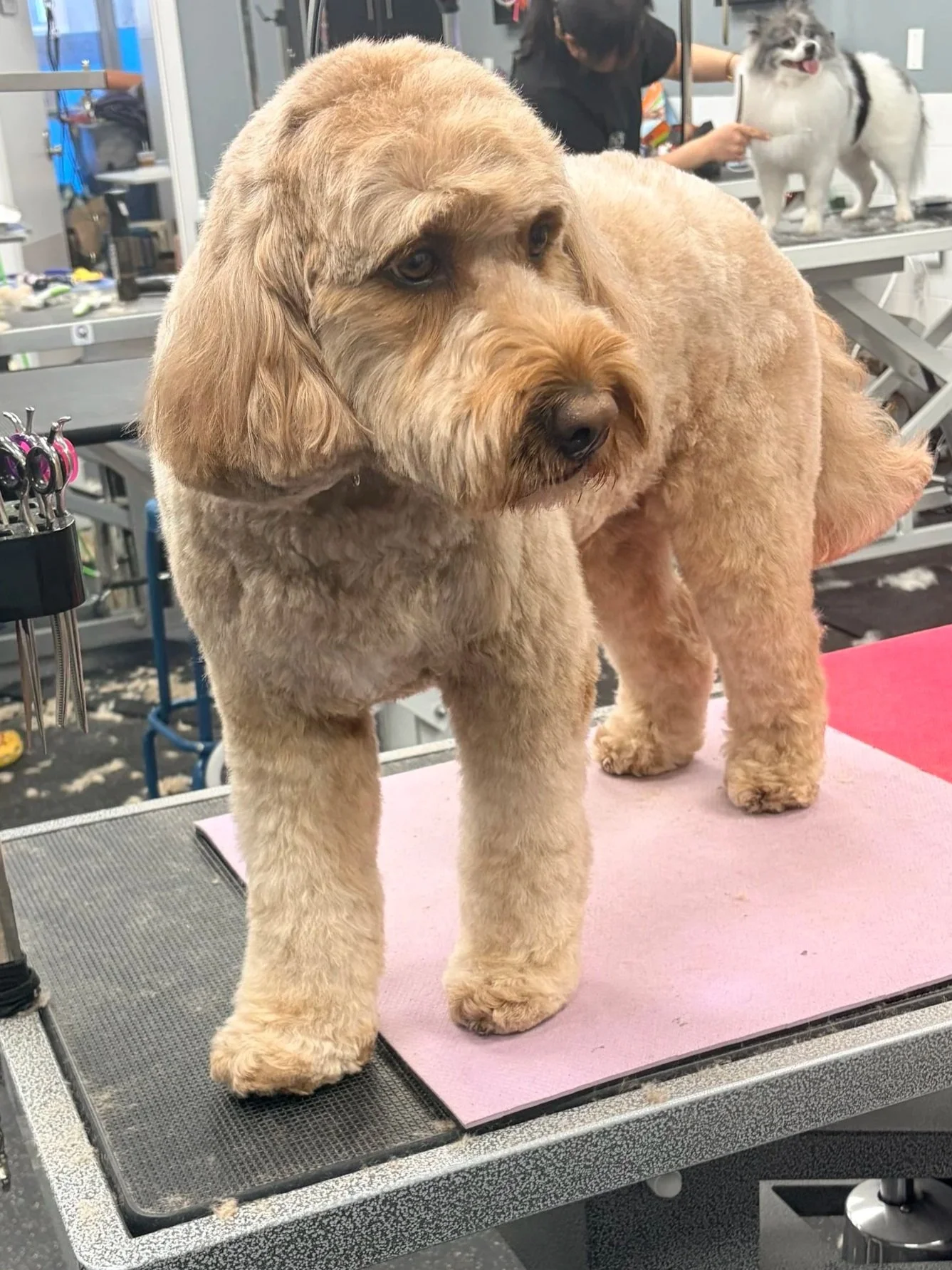 A large, fluffy, light tan dog with long ears and a black nose standing on a grooming table. In the background, a person is grooming another white and gray dog with a black harness.