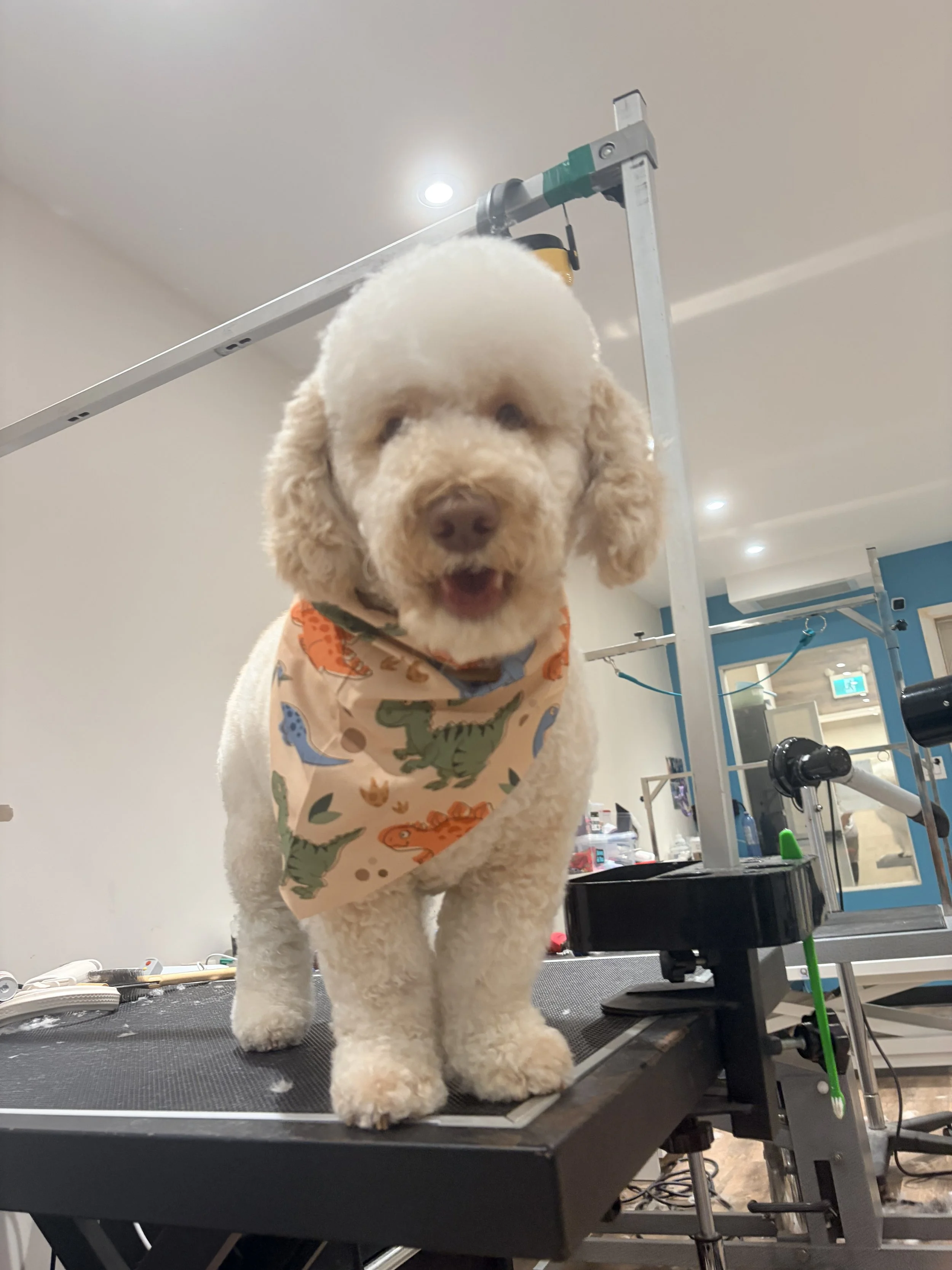 A fluffy white dog with a curly coat wearing a colorful bandana, standing on a grooming table in a pet grooming salon.