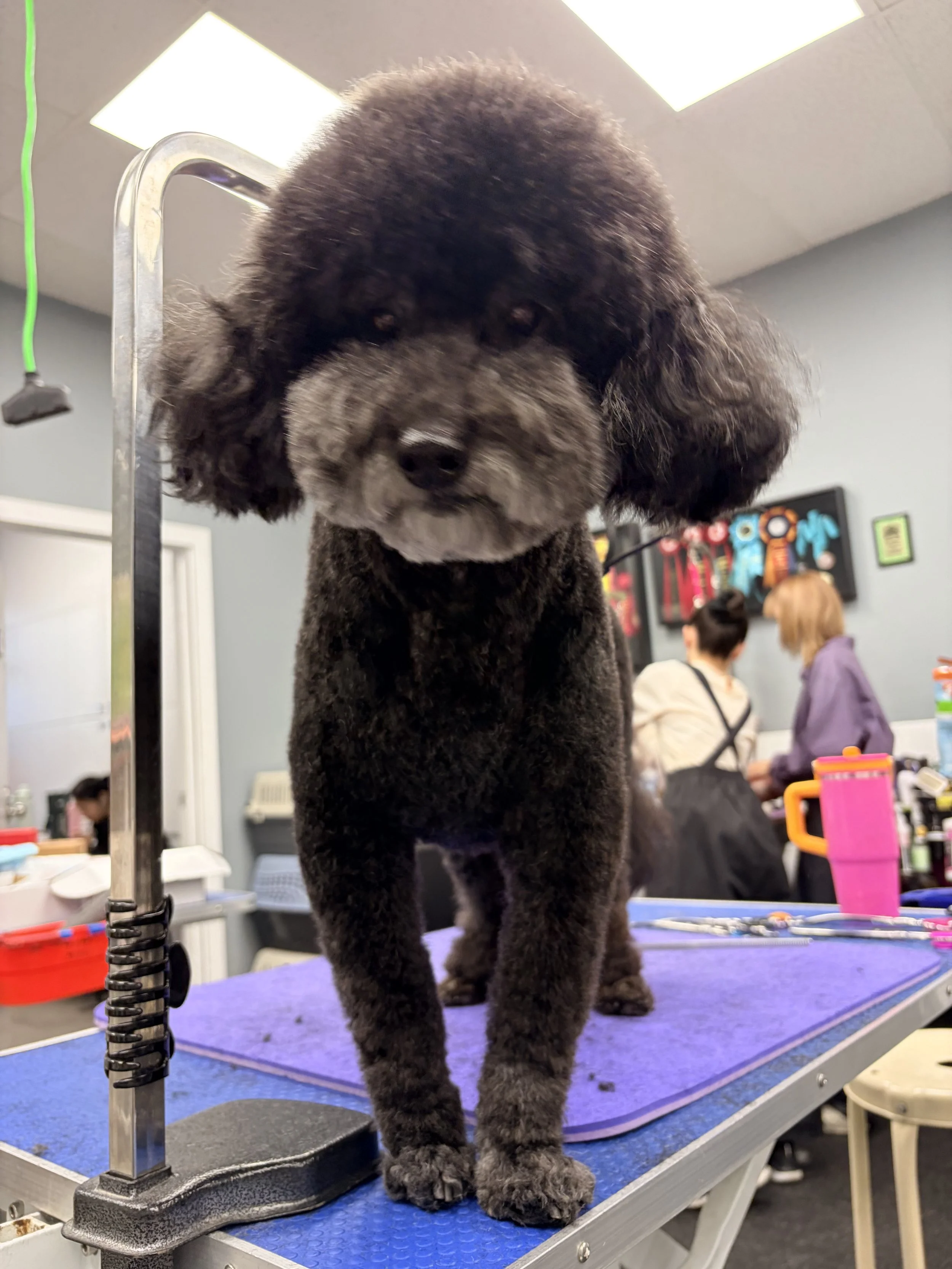 Black puppy with curly fur standing on grooming table in a pet grooming salon.