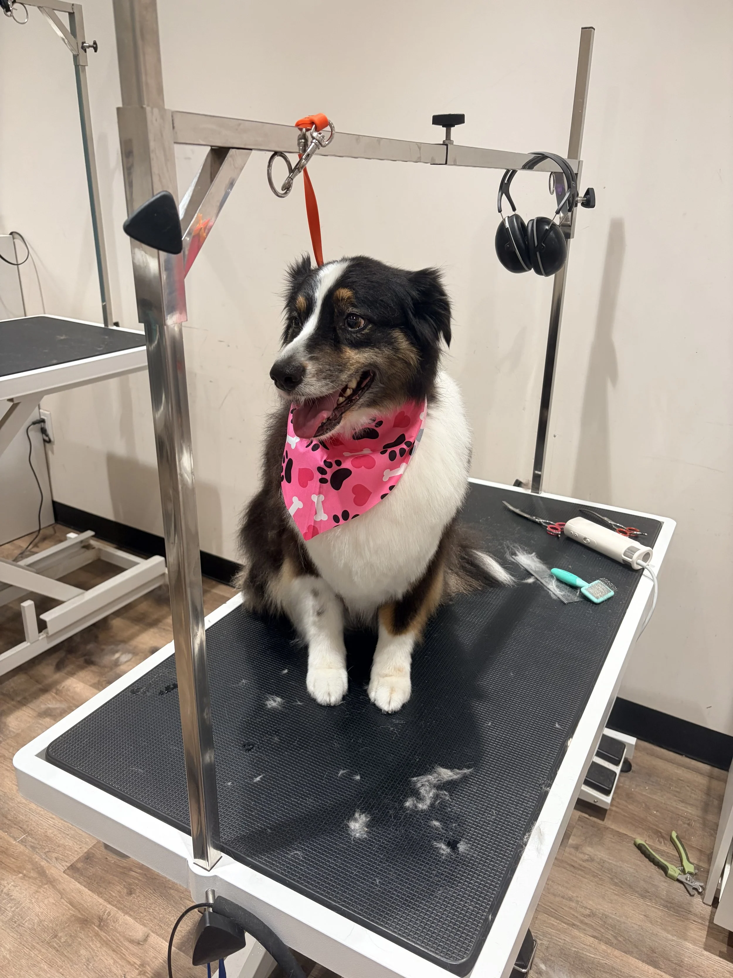 A dog sitting on a grooming table with grooming tools nearby. The dog is wearing a pink bandana with hearts and bone patterns, and the table has a black textured surface.