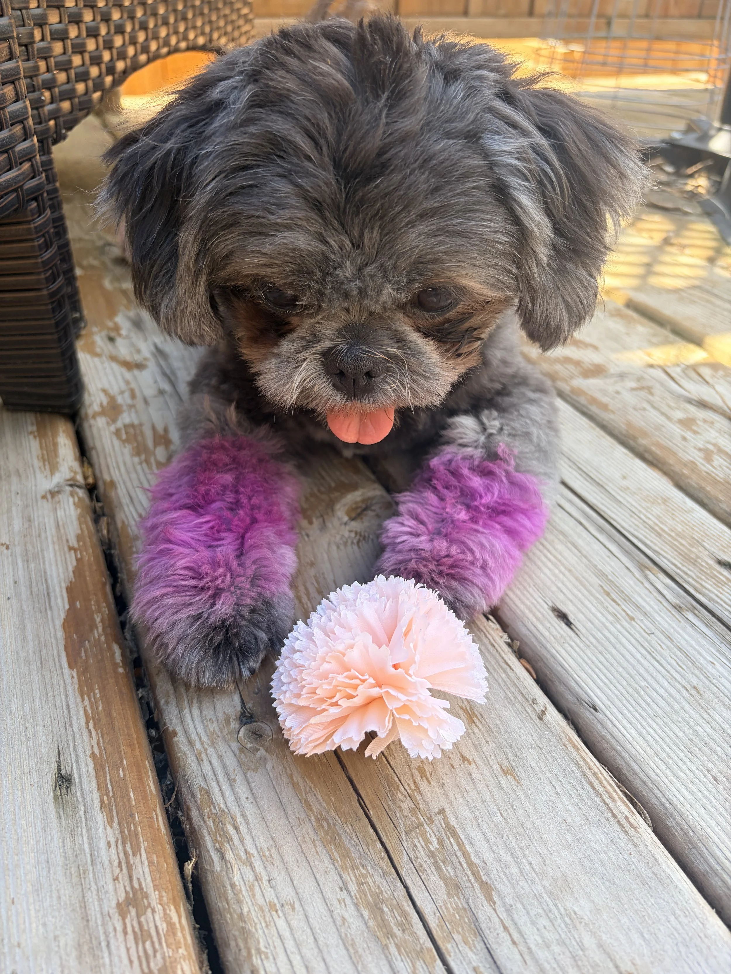 A small gray and black puppy with pink paws and a pink tongue, sitting on a wooden deck near a large pink flower.
