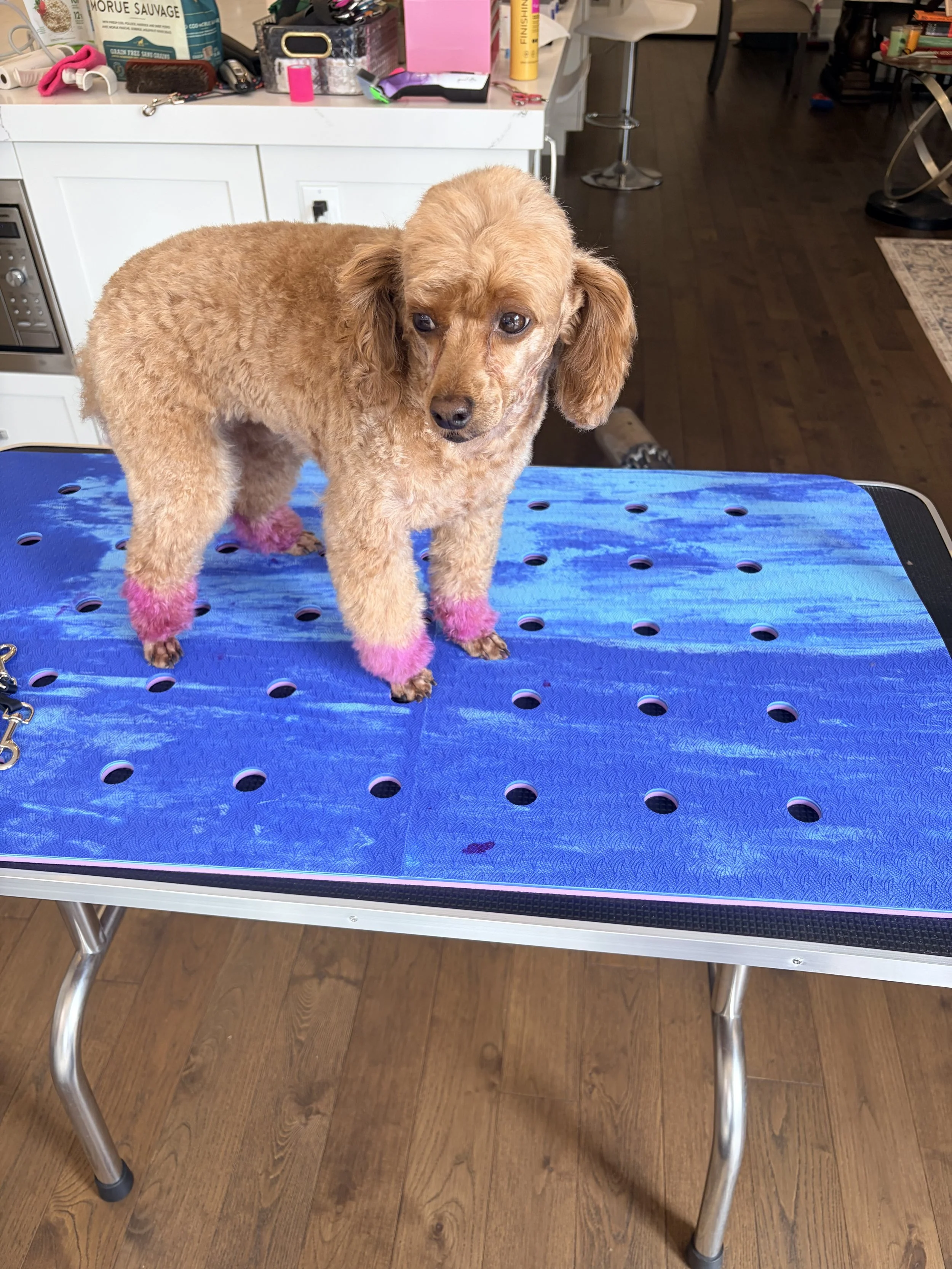 A small brown dog with pink dye on its paws standing on a blue grooming table in a room with a hardwood floor. The background shows various pet grooming supplies and household items on a white countertop.