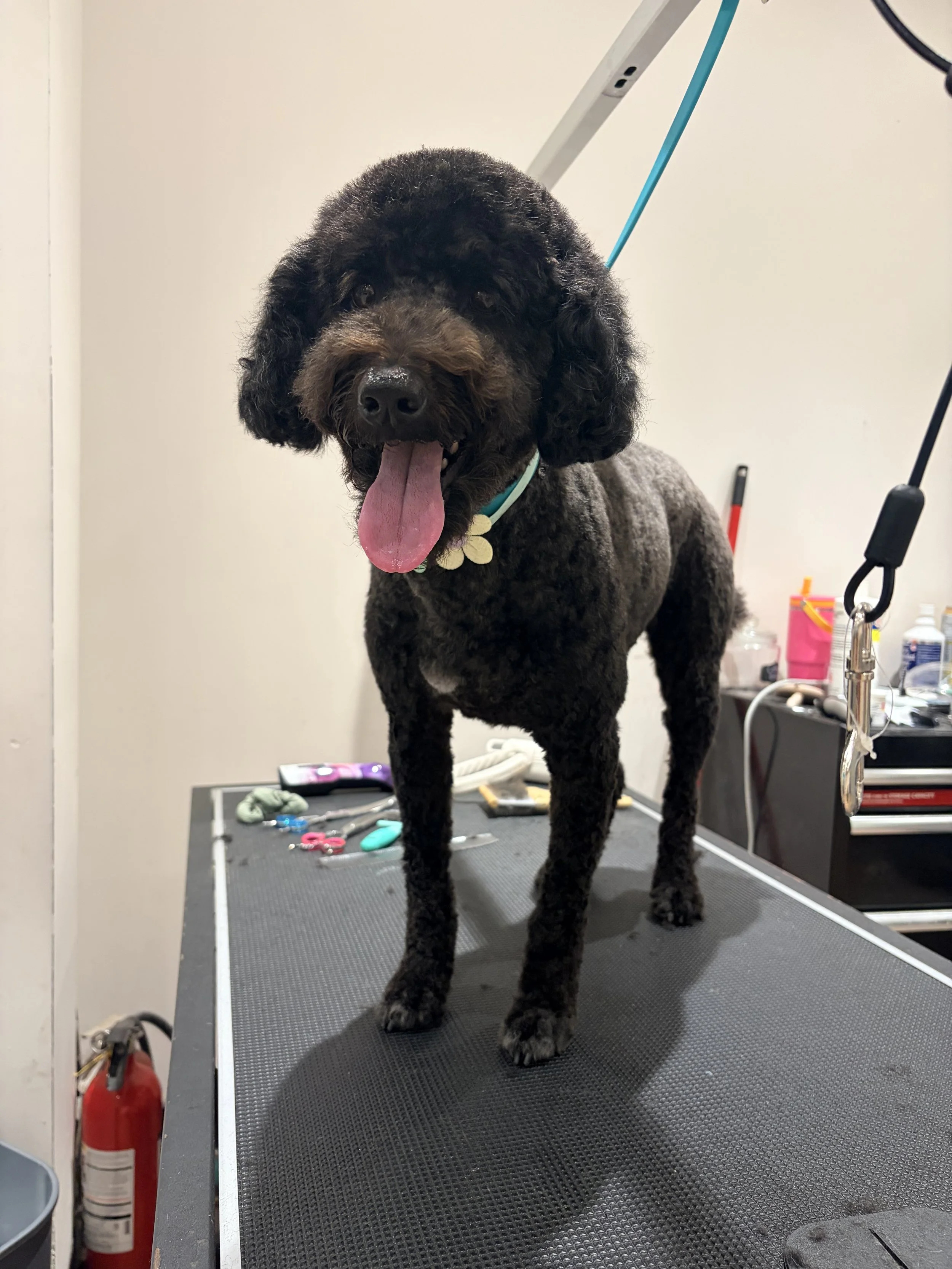 A black curly-haired dog with a blue collar standing on a grooming table, panting with its tongue out. Grooming tools and supplies are visible on the table and in the background.