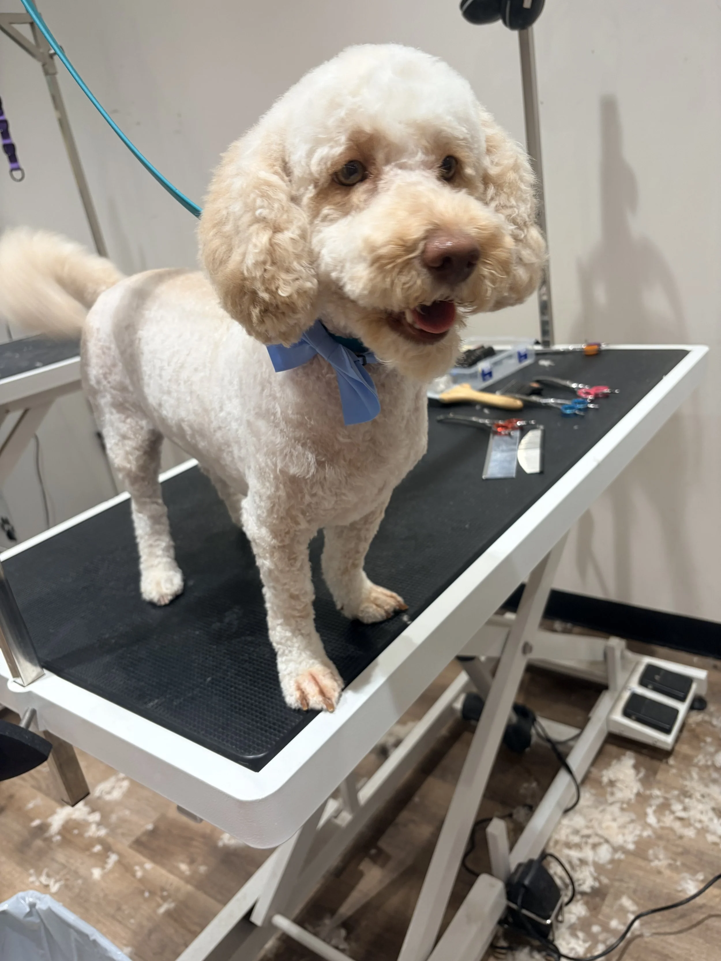 A dog on a grooming table during a grooming session, with grooming tools and scissors nearby.