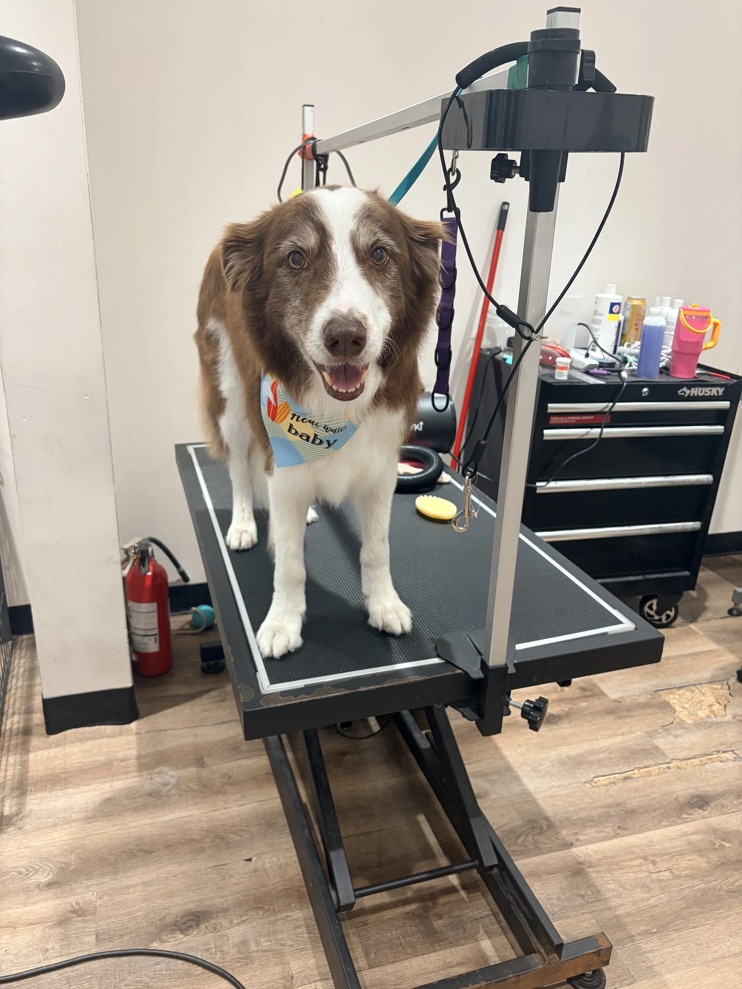 A brown and white dog standing on grooming table at a grooming salon, with grooming tools and supplies in the background.