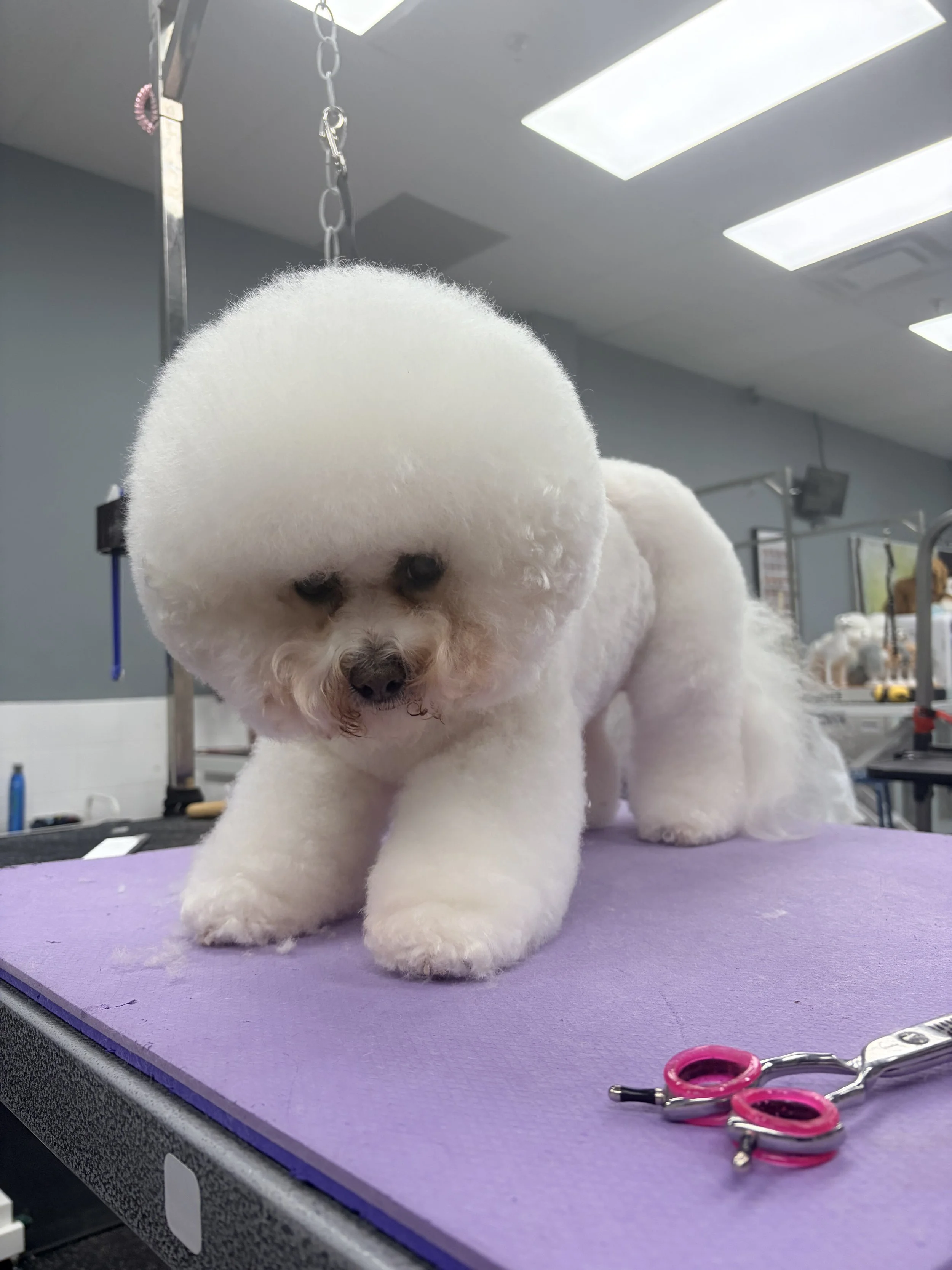 A white fluffy dog, possibly a Bichon Frise, is on a grooming table with a purple mat. The dog has freshly groomed fur and appears to be looking at the camera. Grooming tools, including pink-handled scissors, are on the table. The background shows a grooming salon with bright ceiling lights and grooming equipment.