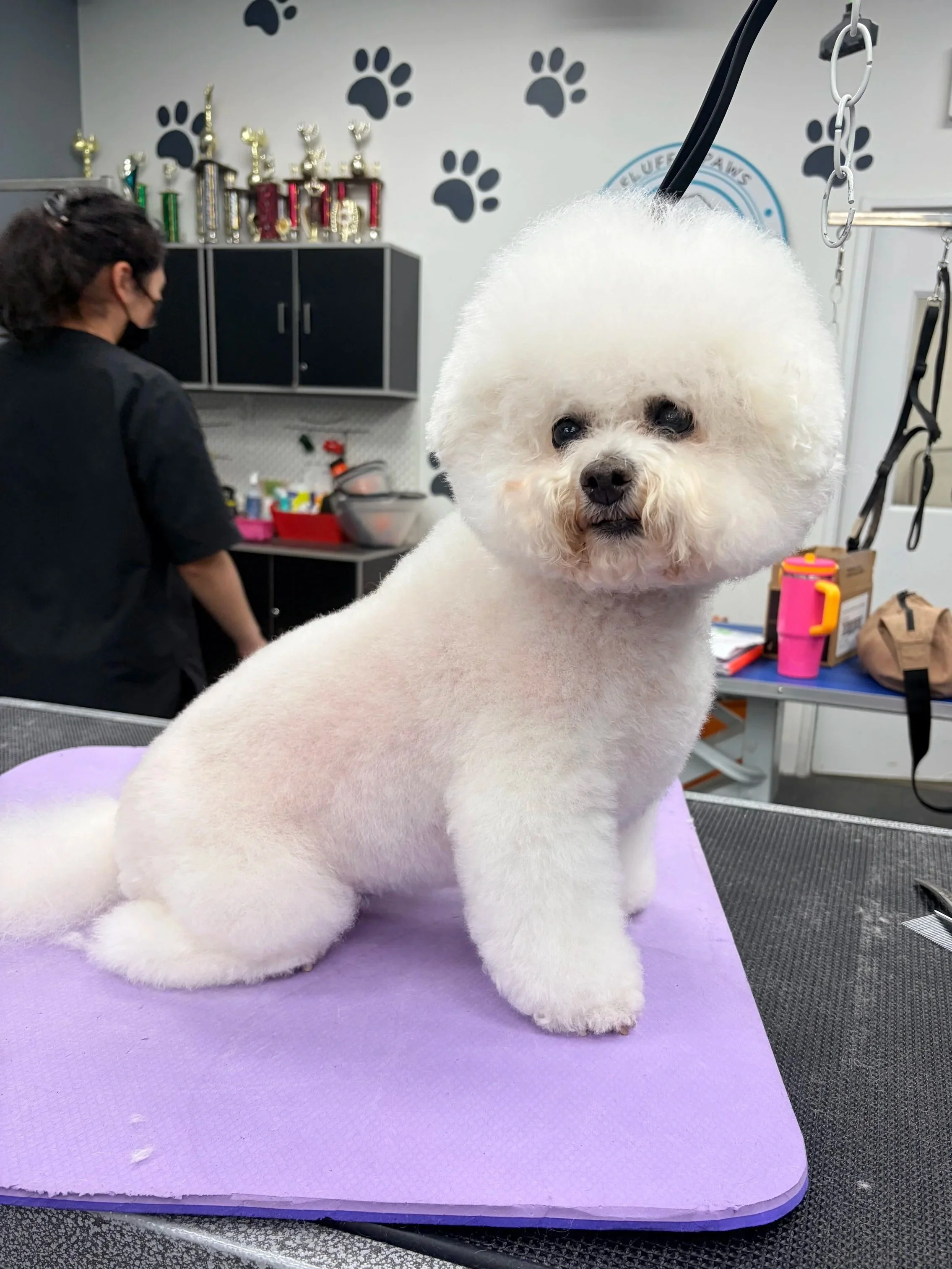 A white Bichon Frise dog with a fluffy head sits on a grooming table at a pet grooming salon.