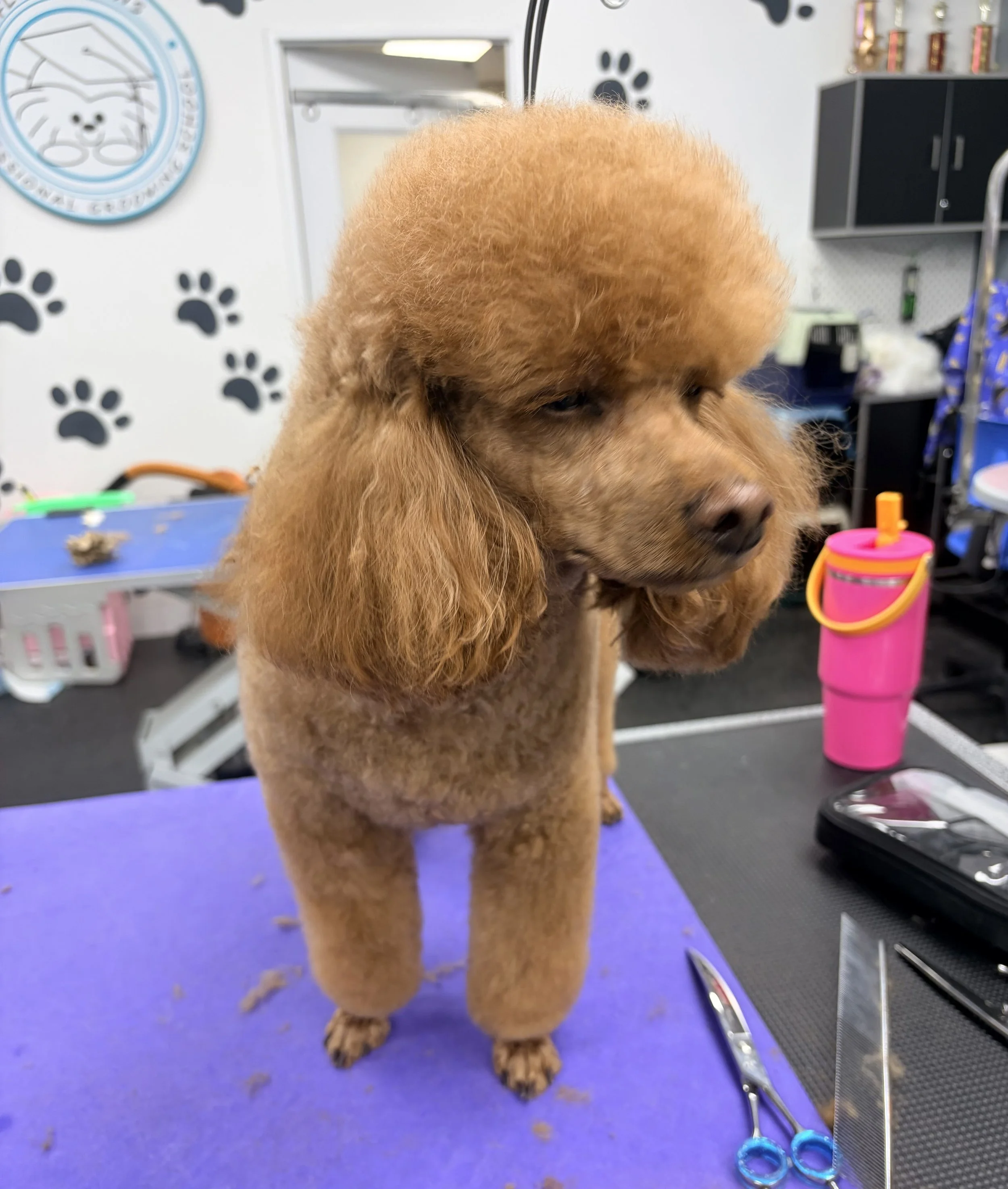 A fluffy brown dog, likely a retriever or similar breed, standing on a purple grooming table in a pet grooming salon. The background features grooming tools, black paw print wall decorations, and a pink water bottle, indicating the setting is a pet grooming area.