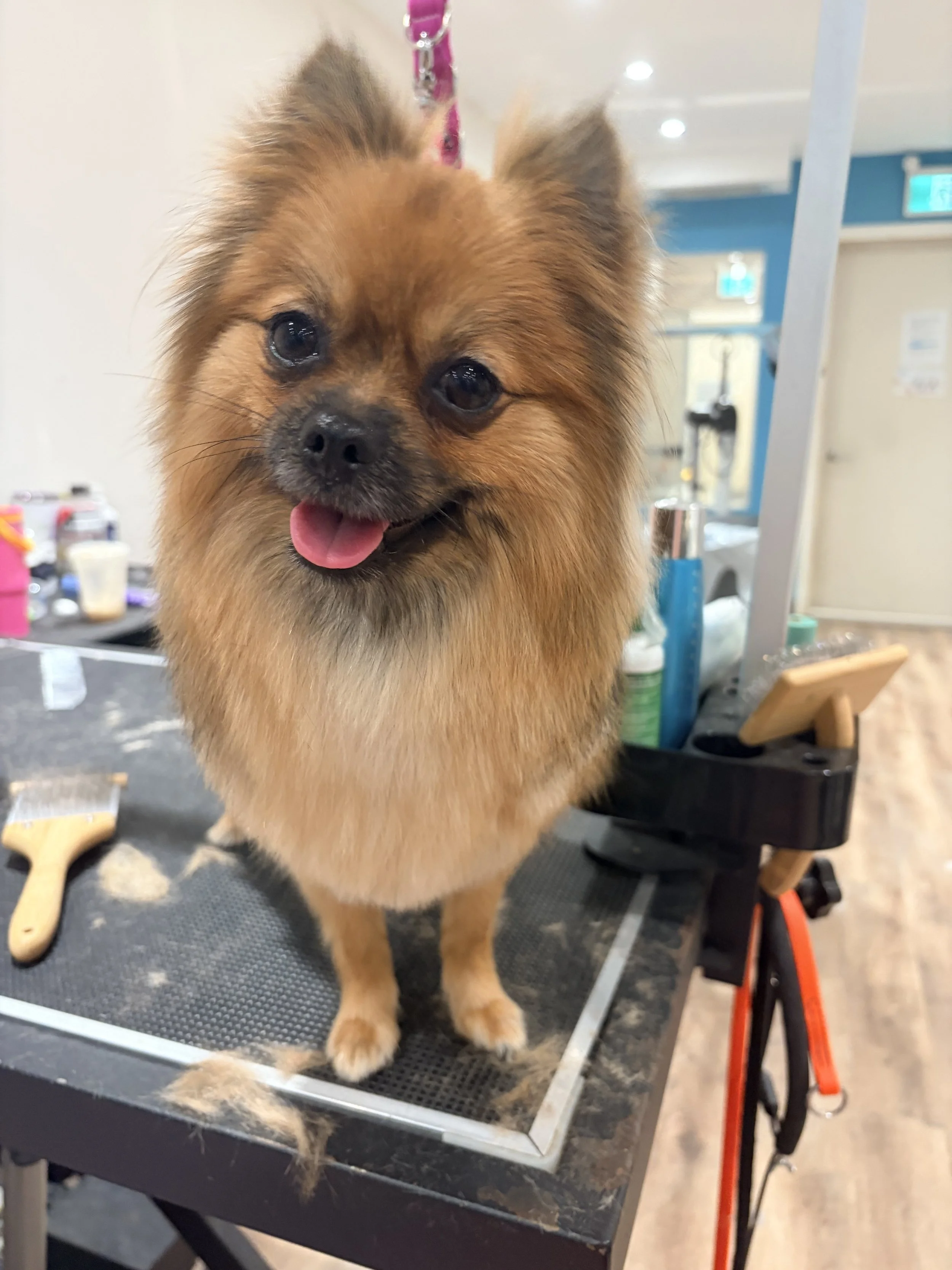 A small, fluffy brown dog with black facial features and a pink tongue sticking out, standing on a grooming table with hair clippings and grooming tools around.