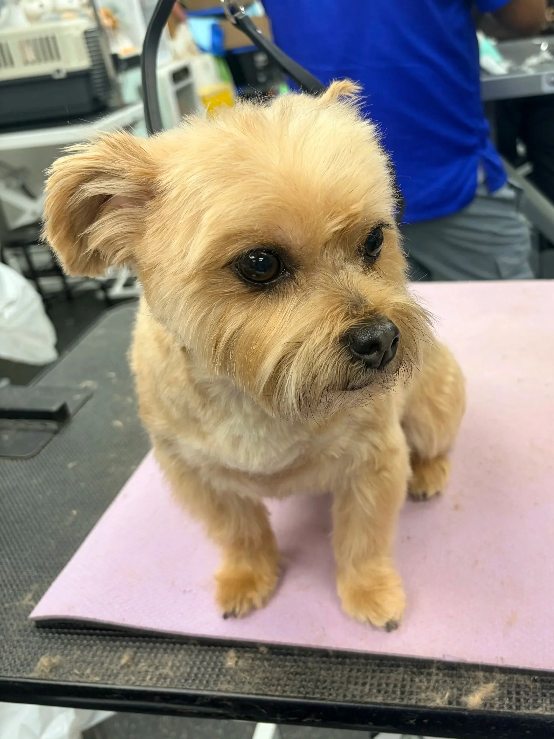 Close-up of a small, tan dog with dark eyes and a black nose, sitting on a pink grooming table in a pet grooming salon.