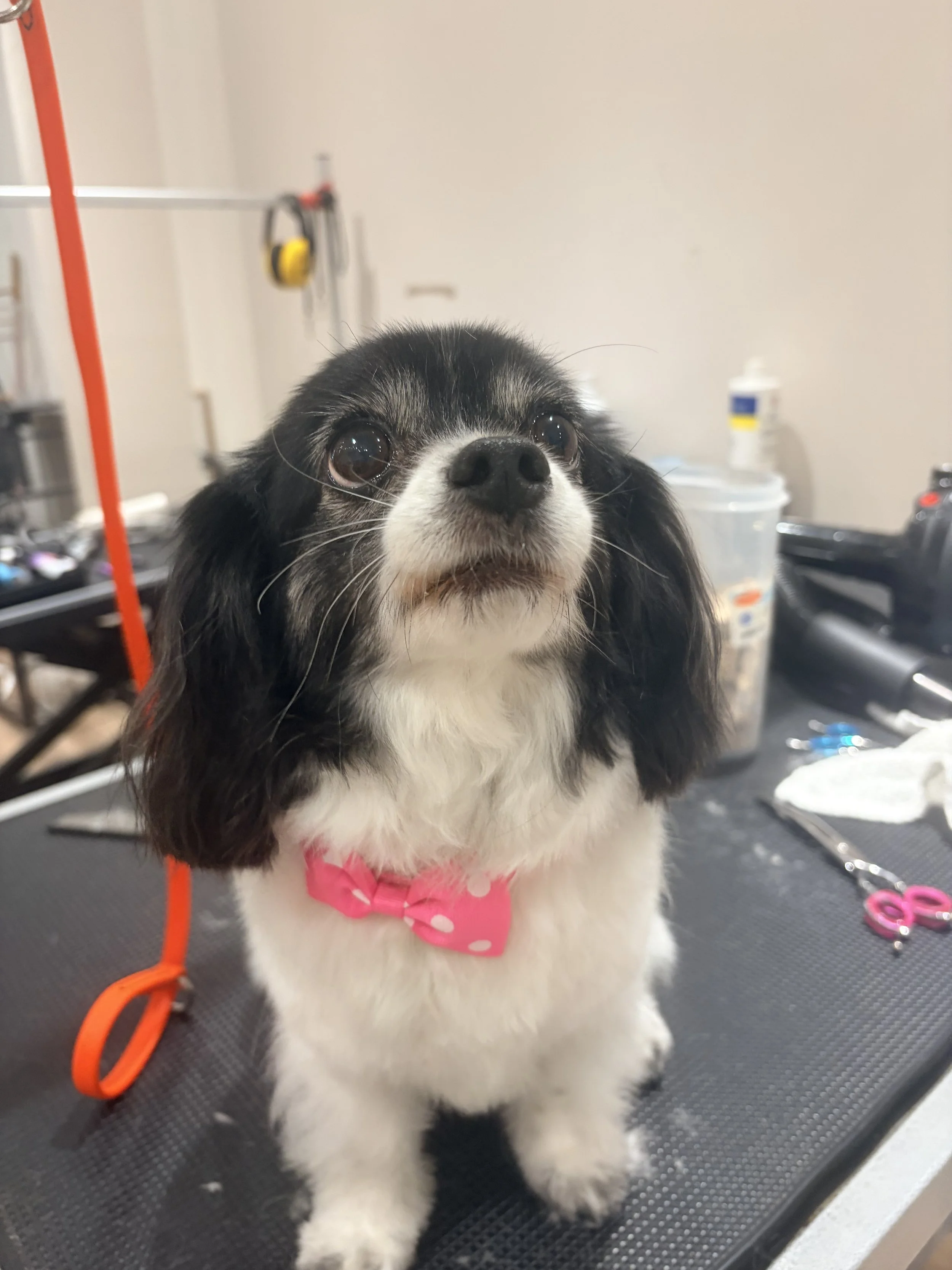 A black and white dog with big eyes and a pink polka dot bandana, sitting on a grooming table.