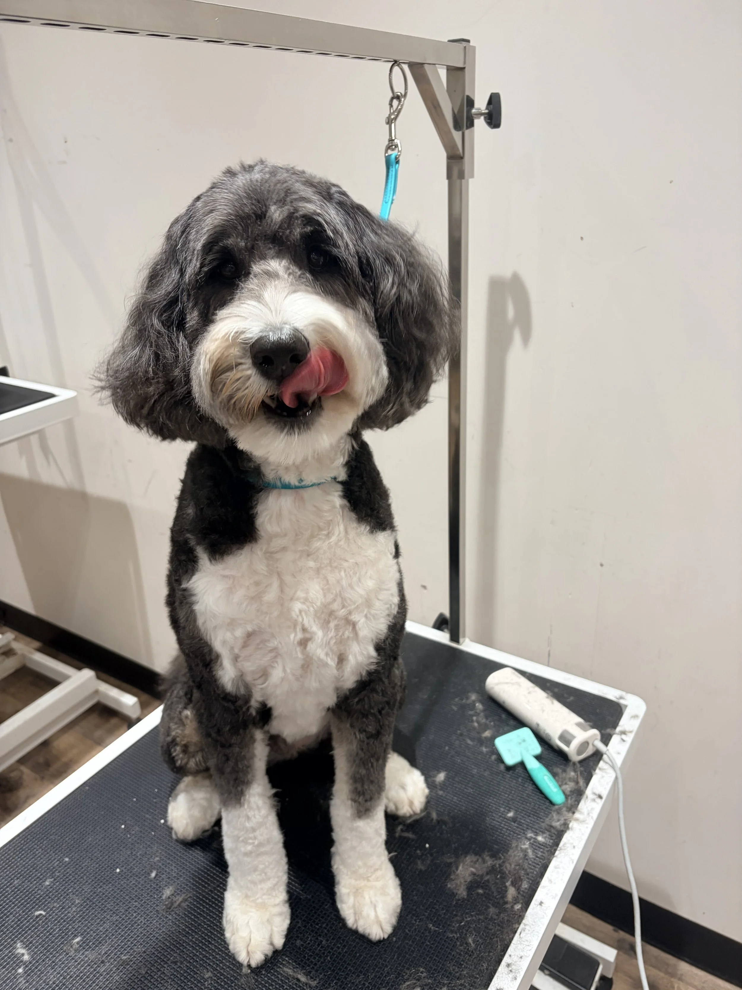 A black and white dog with fluffy paws sitting on a grooming table, tongue out licking its nose, grooming tools and a grooming table visible in the background.
