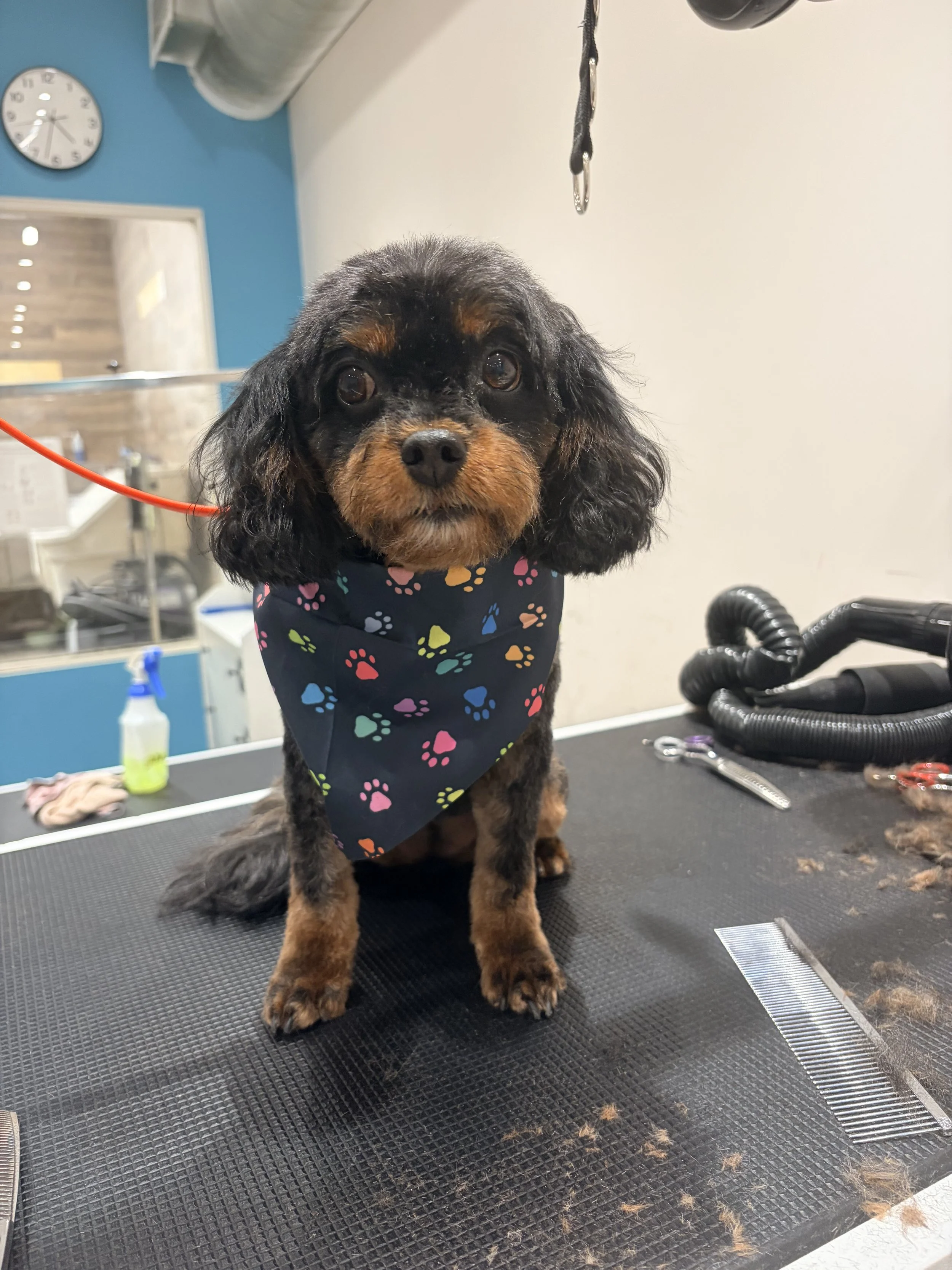A small black and tan dog with curly ears and a colorful paw print bandana is sitting on a grooming table at a pet grooming salon. The background shows grooming supplies and a wall clock.
