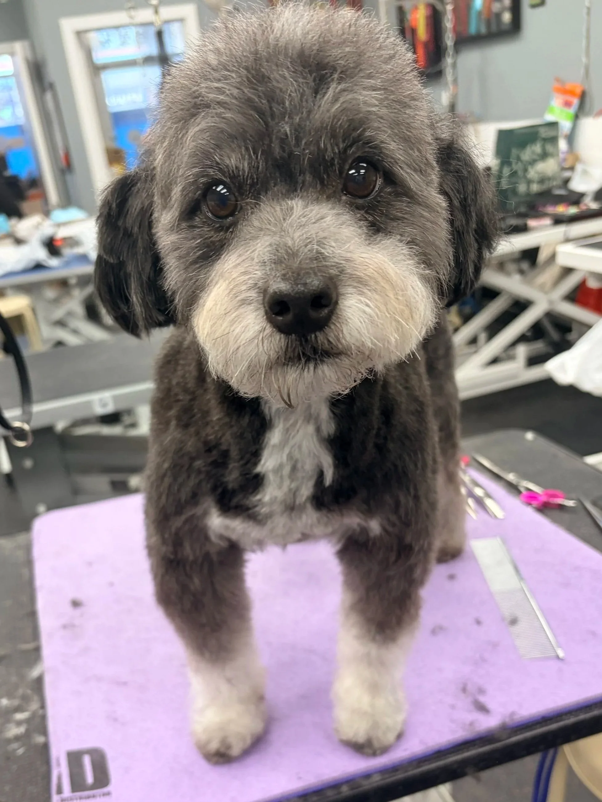 A small puppy with gray, black, and white fur looking into the camera, standing on a purple grooming table in a pet grooming salon.