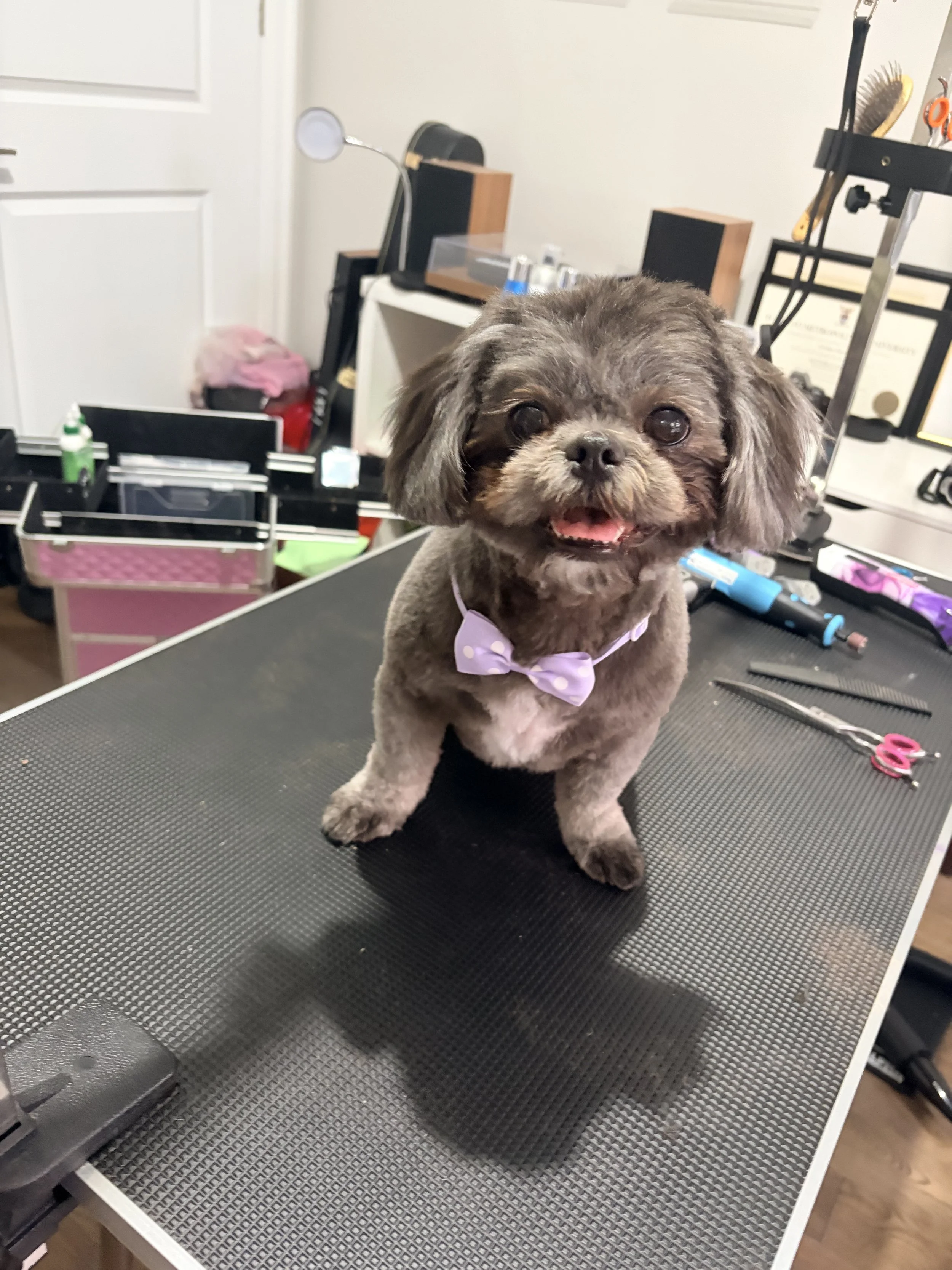 A small gray dog with a purple polka dot bow tie standing on a grooming table, surrounded by grooming tools and equipment in a grooming salon.
