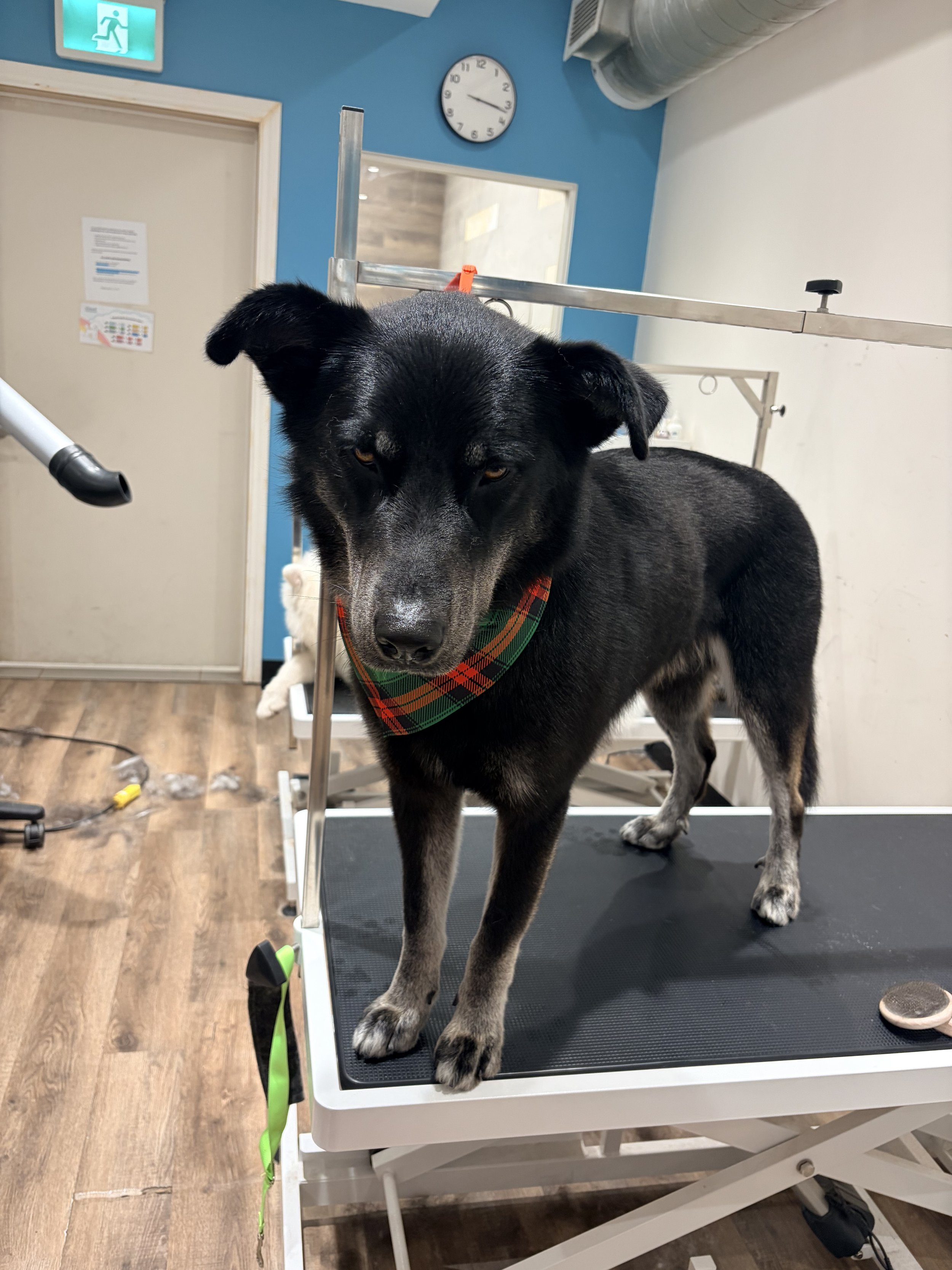 A black and gray dog standing on a grooming table, wearing a colorful plaid bandana, in a grooming salon with blue walls and a wall clock showing 1:15.