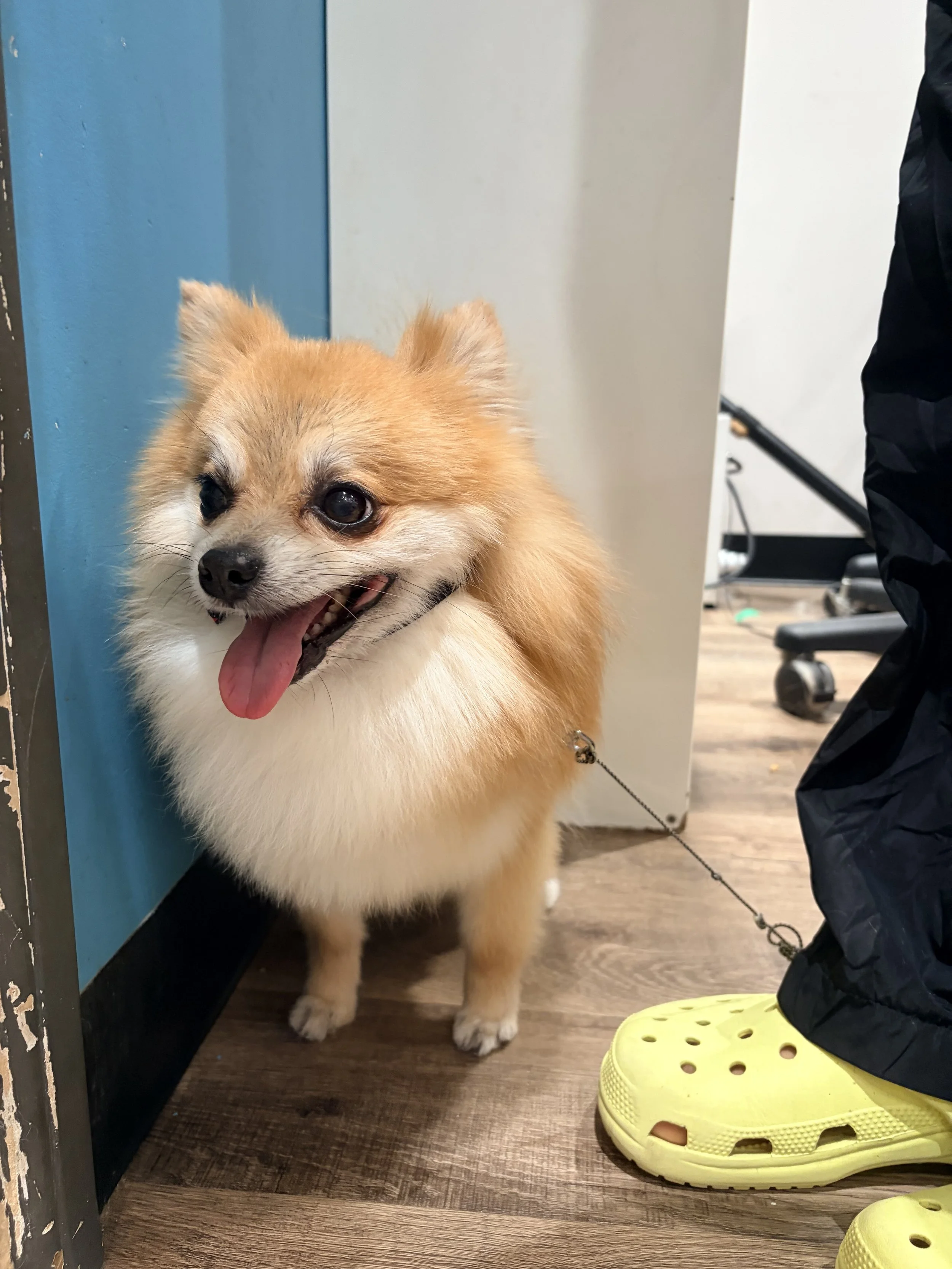 A small, fluffy Pomeranian dog with tan fur and white chest standing on a wooden floor, panting with tongue out, near a blue wall and a white appliance, with a person's partially visible leg and black pants, and a pair of yellow slip-on shoes on the floor.