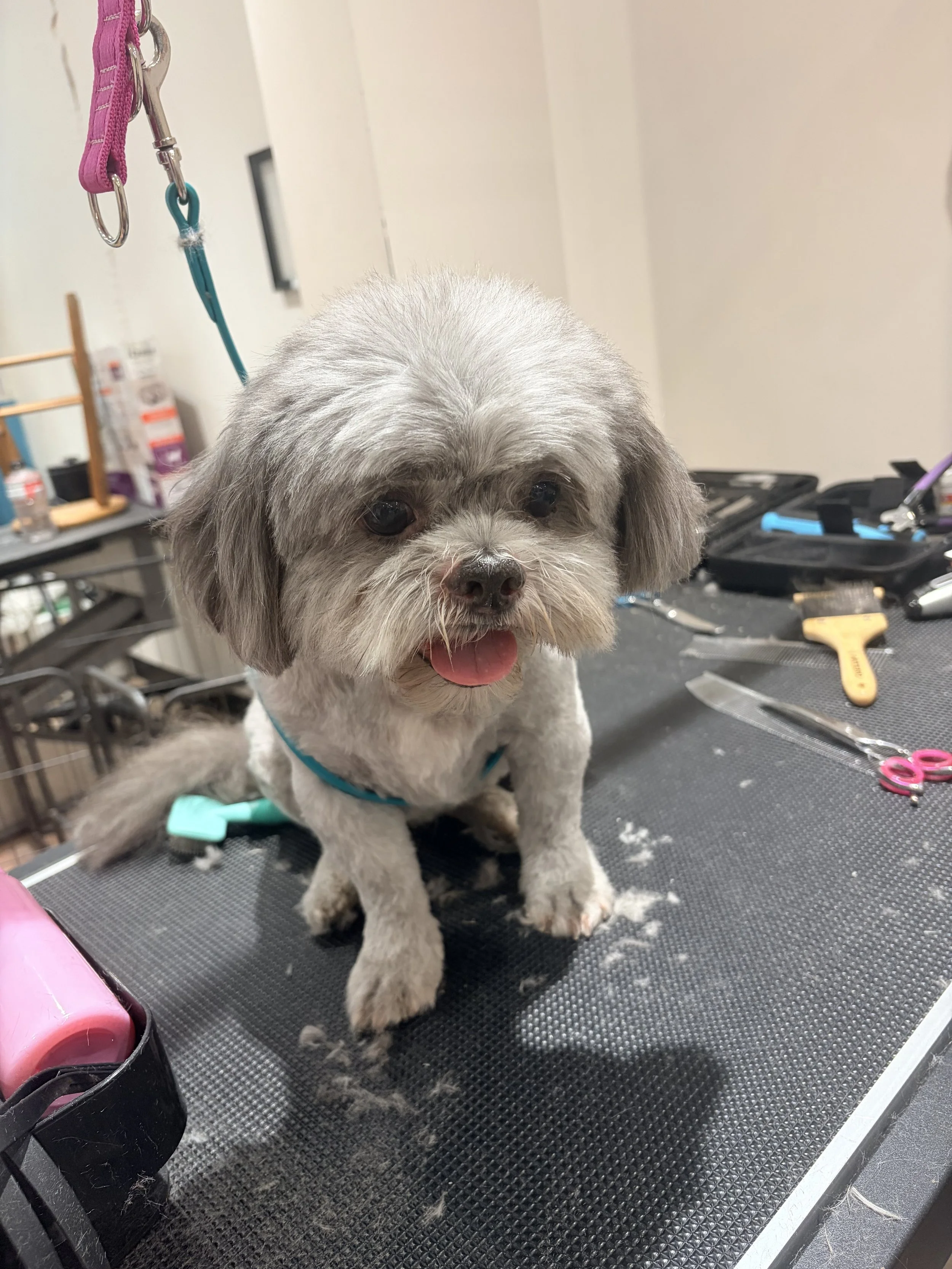 A small dog with gray fur getting groomed, standing on a black grooming table with grooming tools and supplies around.