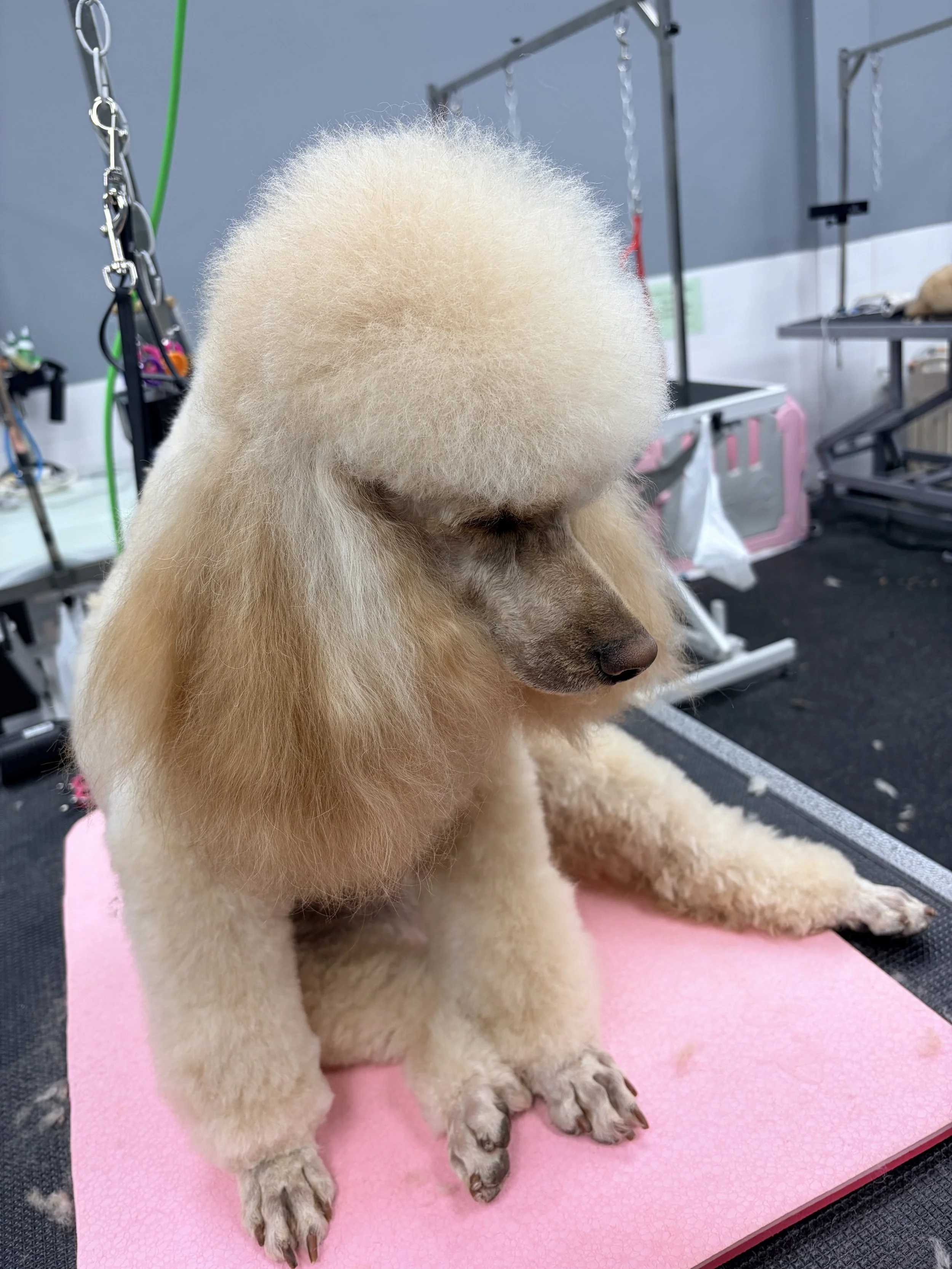 A cream-colored poodle lying on a pink grooming table in a grooming salon, with grooming tools and equipment in the background.