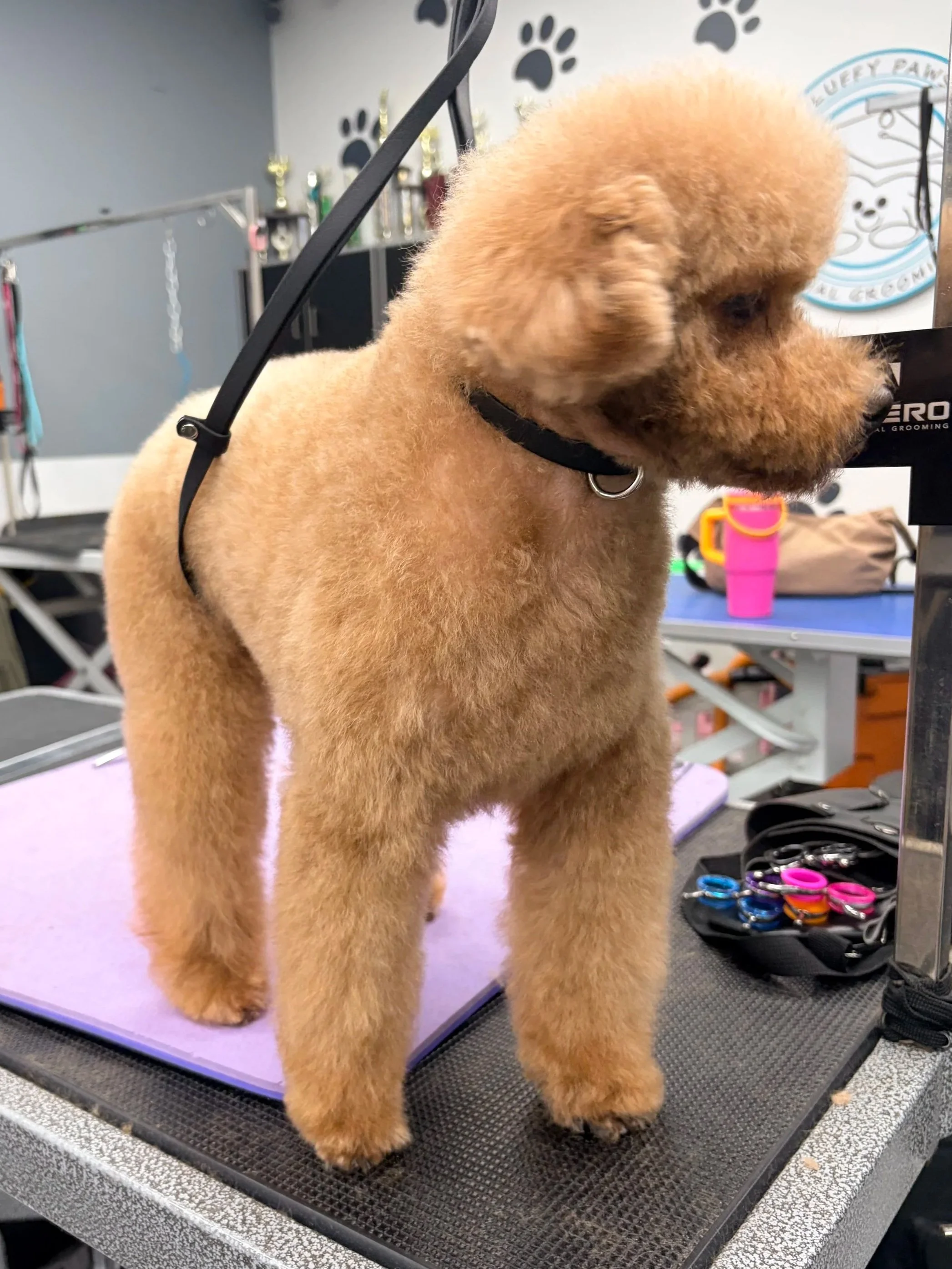 Close-up of a fluffy Chow Chow puppy with tan fur, standing on a grooming table at a pet grooming salon, with grooming tools and awards in the background.