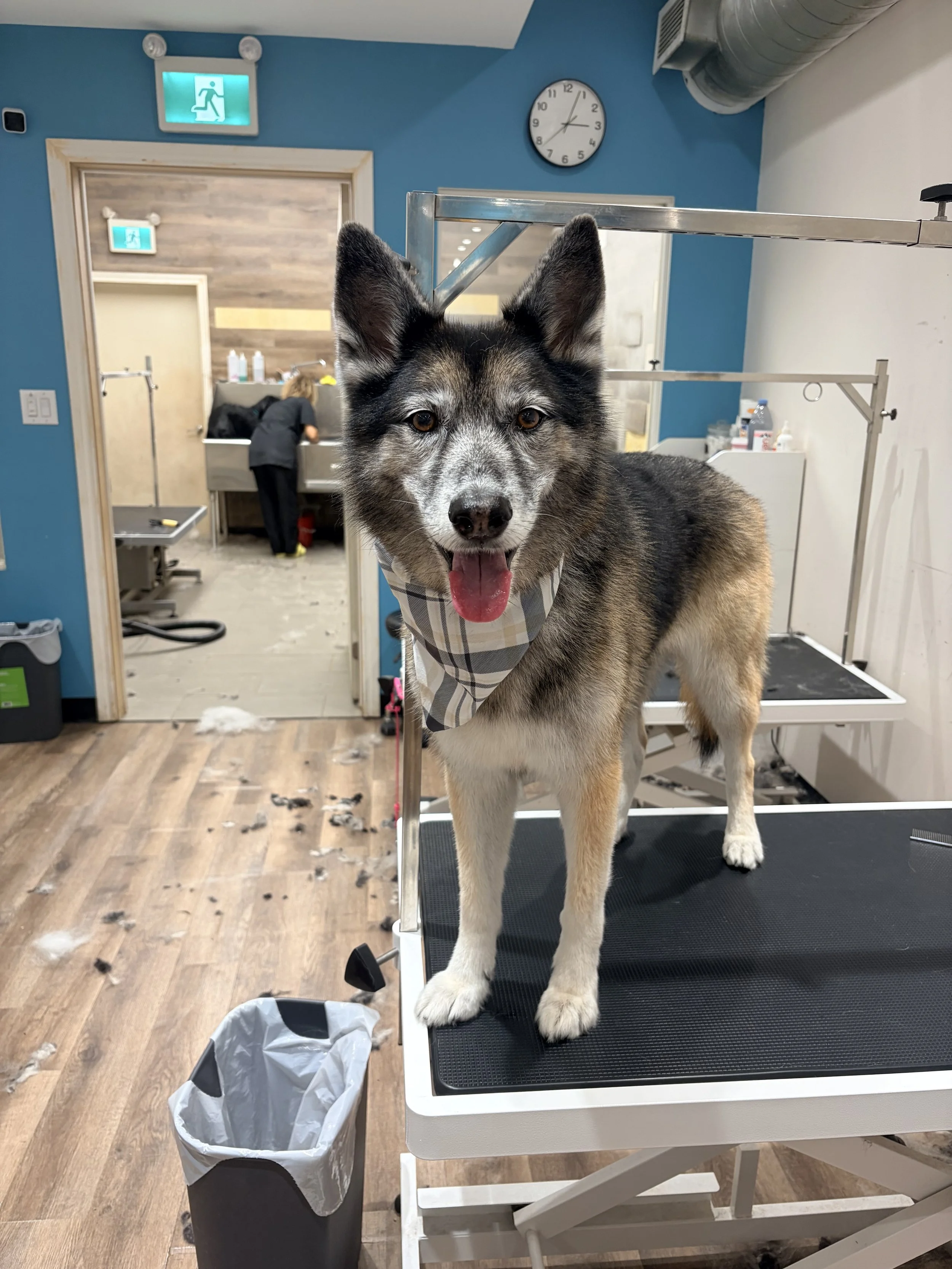 A happy husky dog with a beige and black coat and blue eyes standing on a grooming table inside a pet grooming salon, with the dog looking directly at the camera