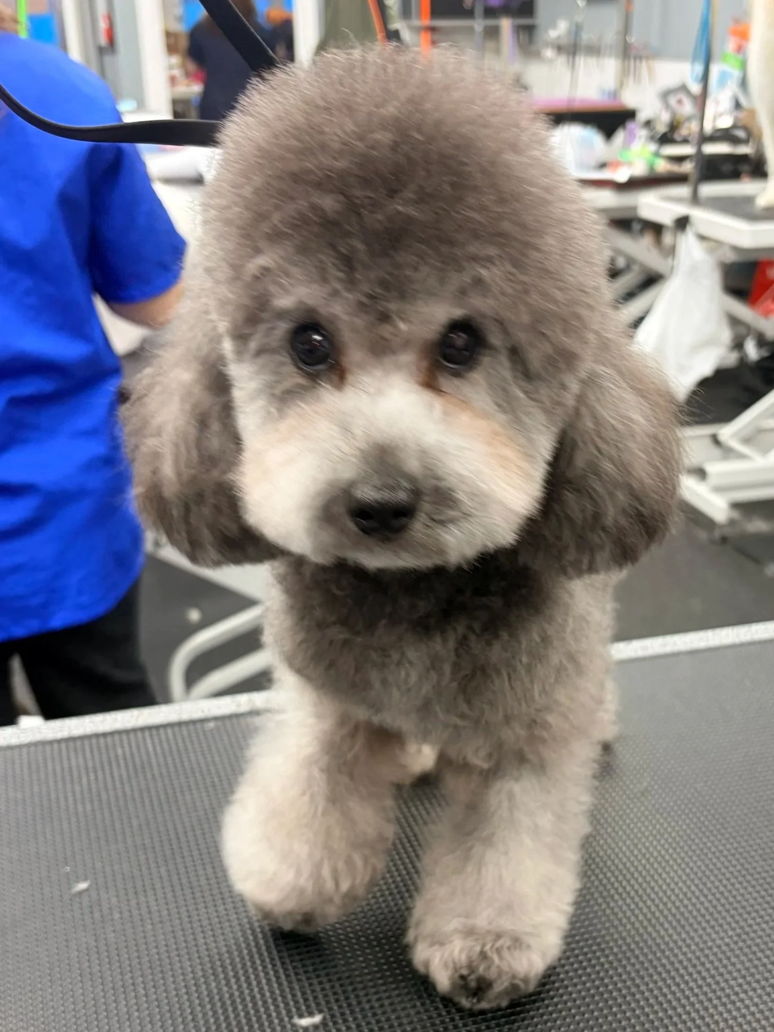 A fluffy, gray and white puppy with dark eyes and a black nose sitting on a grooming table in a pet grooming salon.