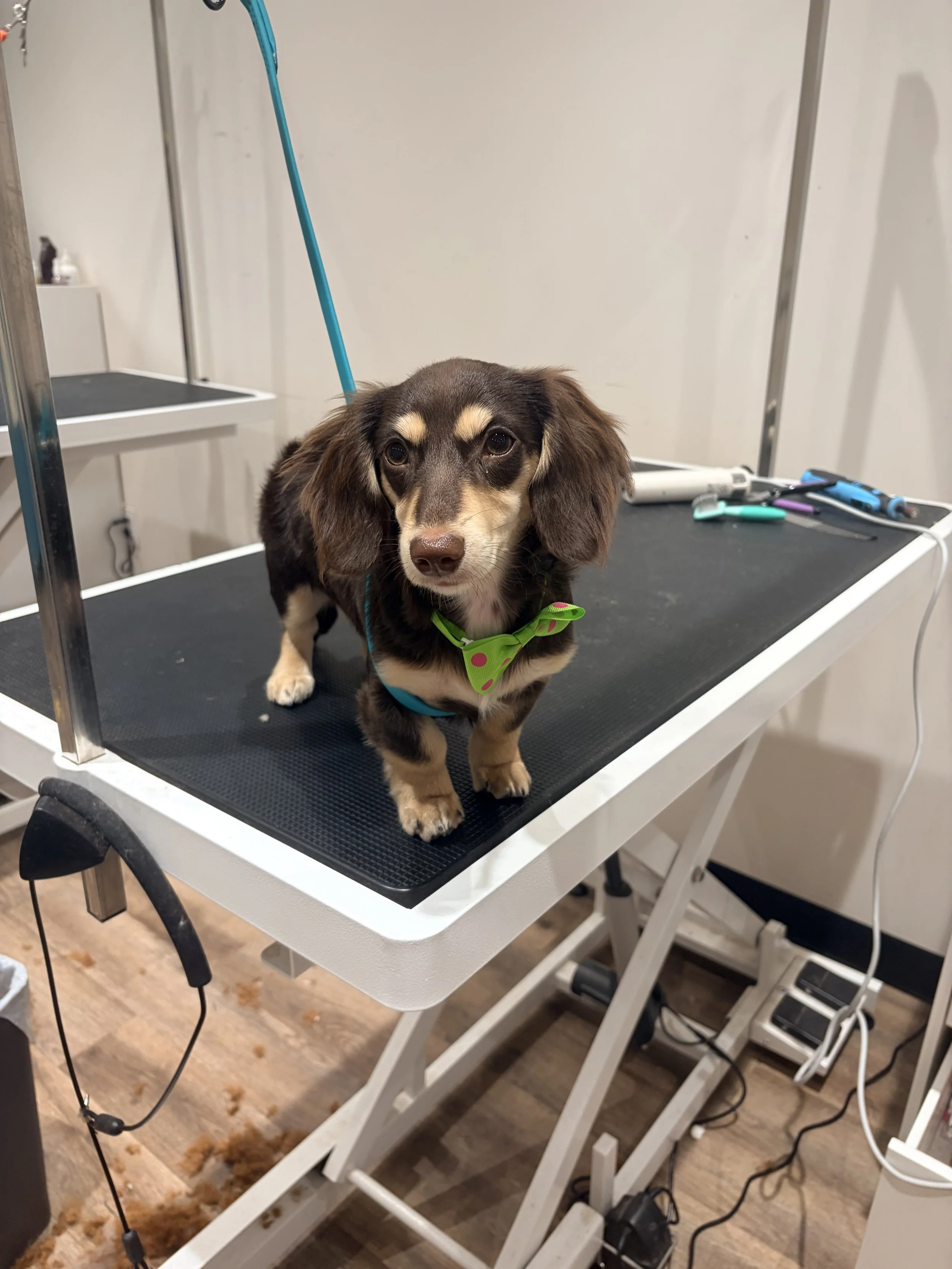 A cute brown and tan Dachshund puppy with big eyes, standing on a grooming table, wearing a green bow tie with pink dots, in a grooming salon with grooming tools and power cords nearby.