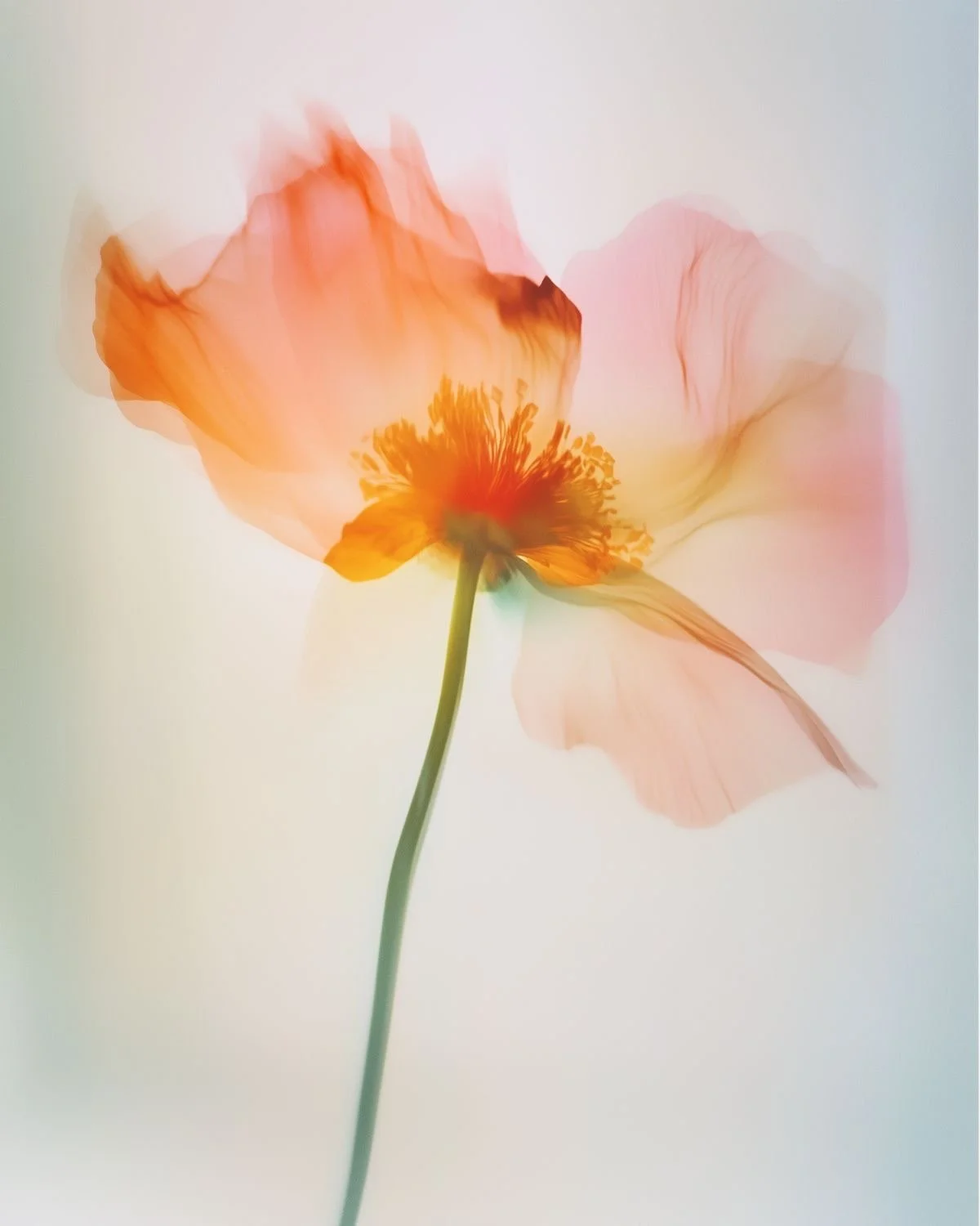 A soft-focus image of a delicate orange poppy flower with a green stem, softly blurred and illuminated background.