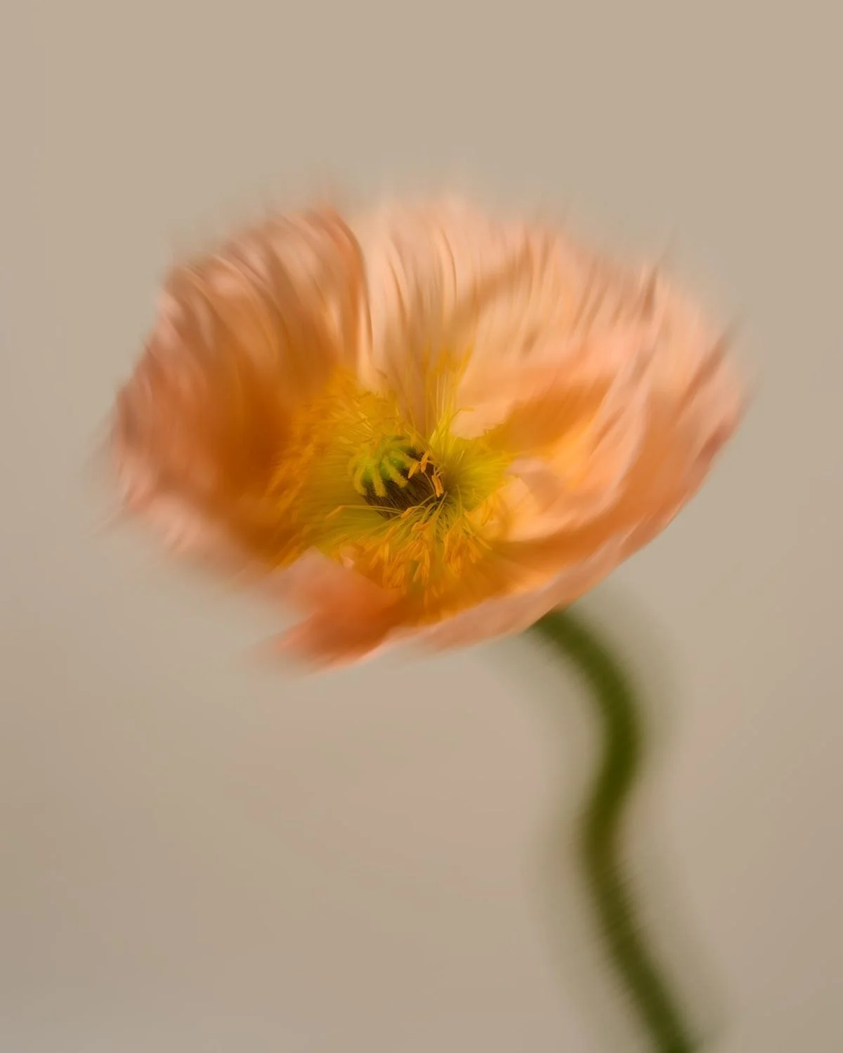 Close-up of orange poppy flower with ruffled petals and visible yellow and black center against a blurred neutral background.