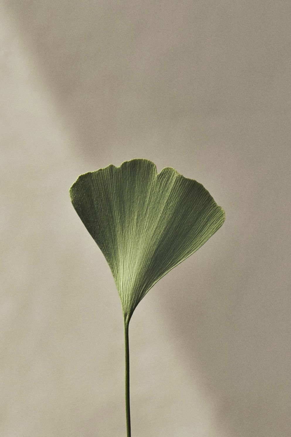 Close-up of a single green ginkgo leaf with a light gray background.