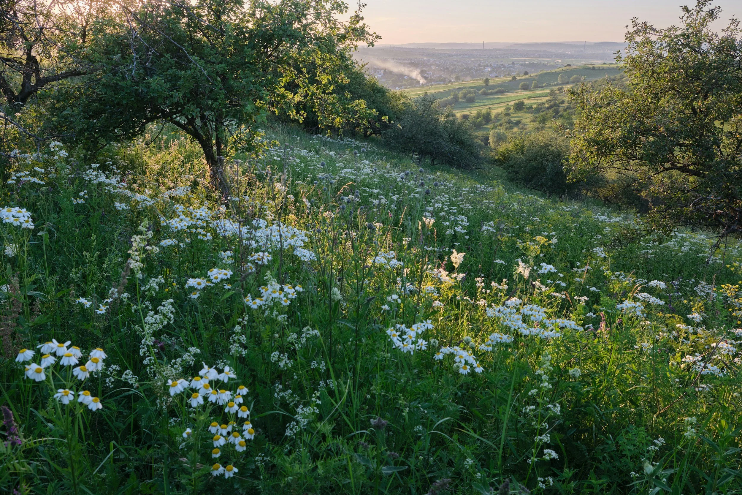 Meadow with wildflowers and native plants. a healthy ecosystem