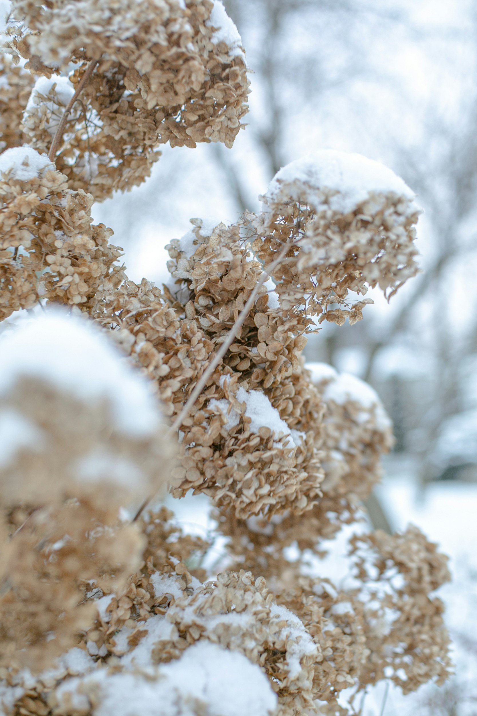 Snow covered hydrangea flower bed