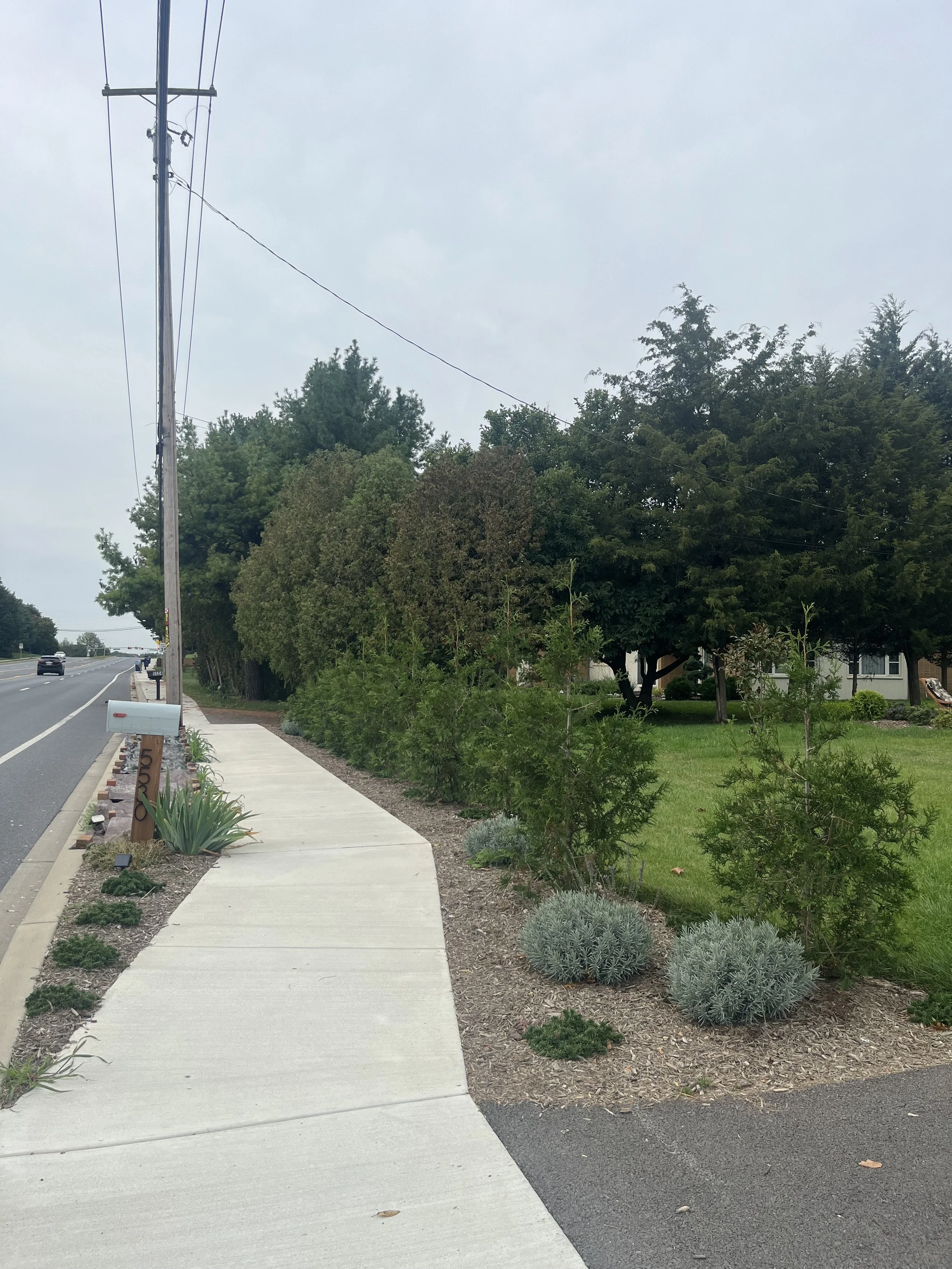 Hedge wall with arborvitaes