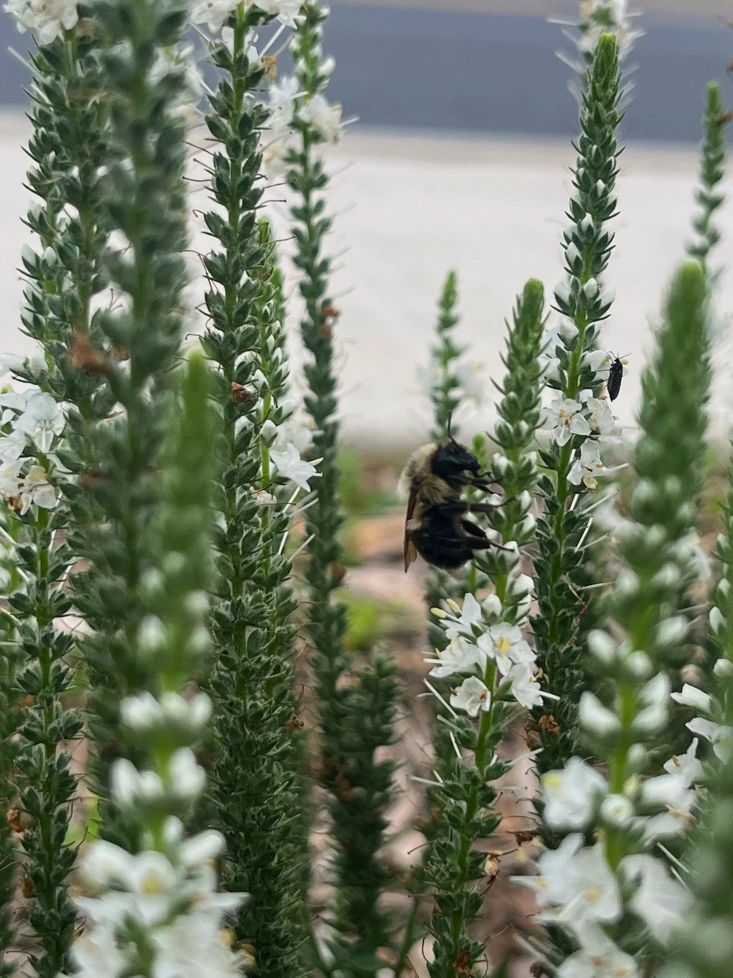 Bees and other pollinators don't just love native flowers, they rely on them in the early spring for food!