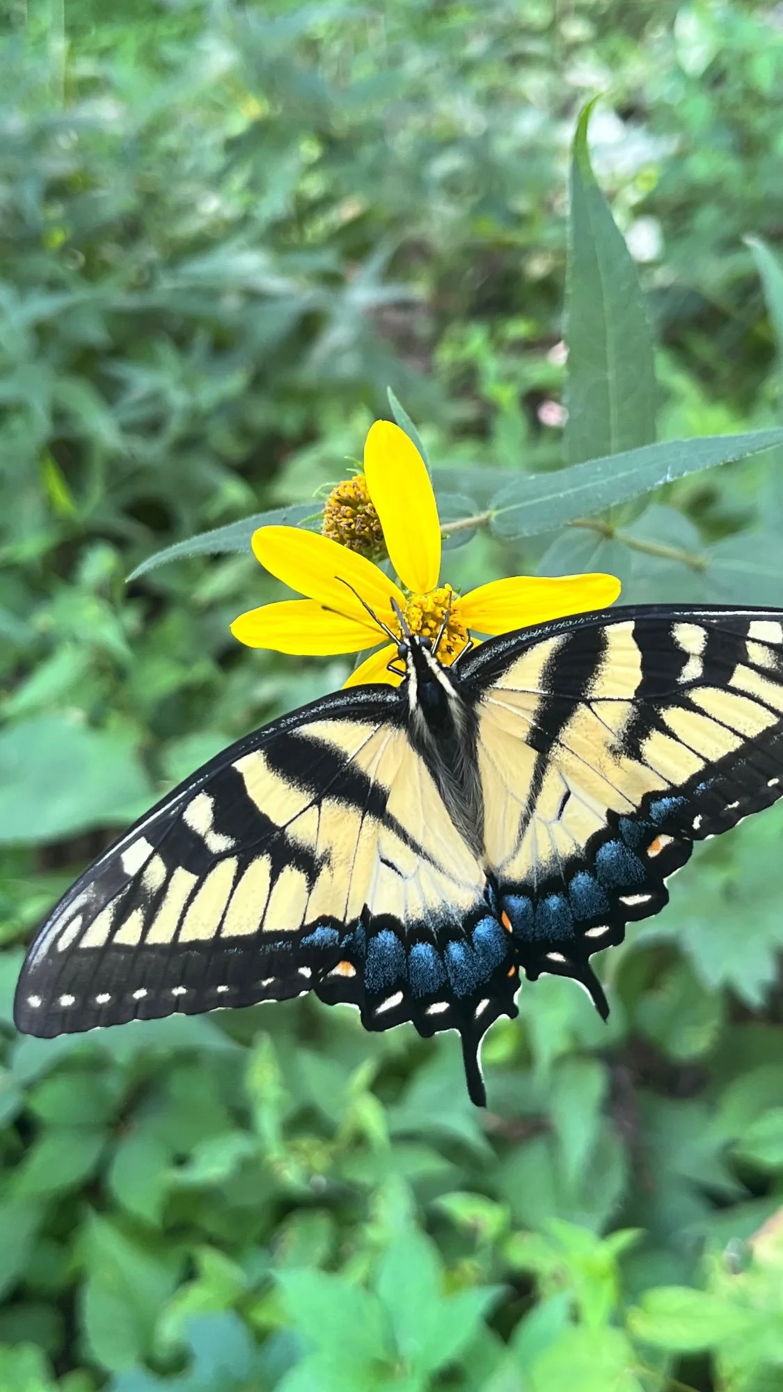 Butterfly on native wildflower. Pollinators love native flowers.