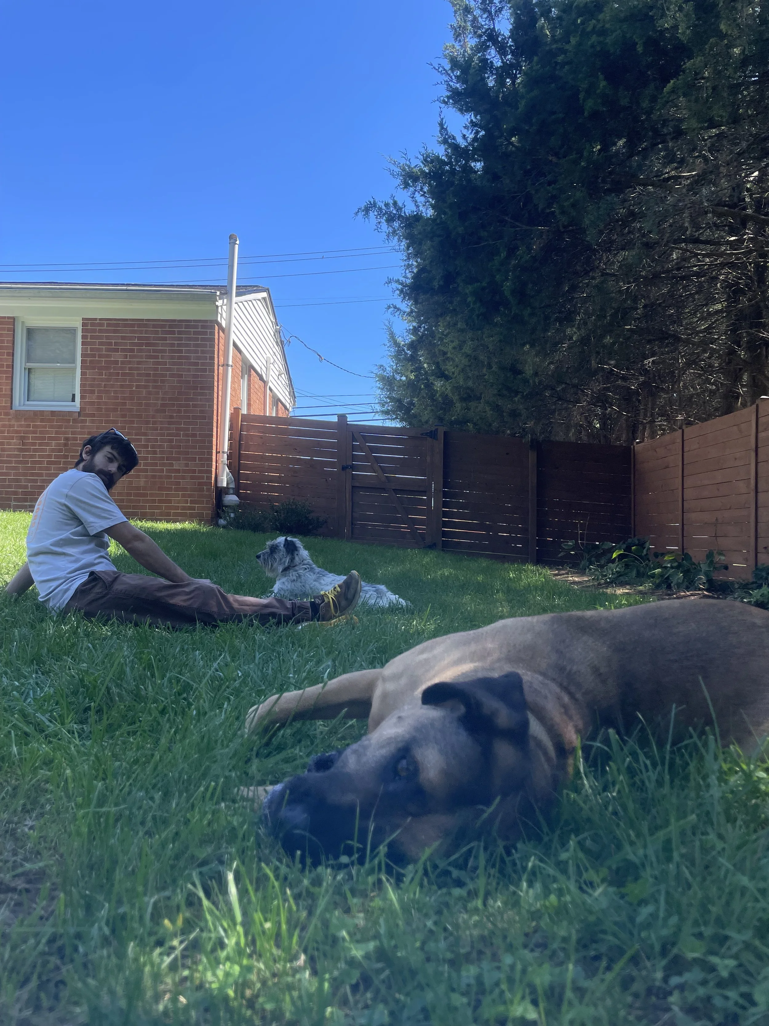 Dogs enjoying the yard after a pet friendly mow